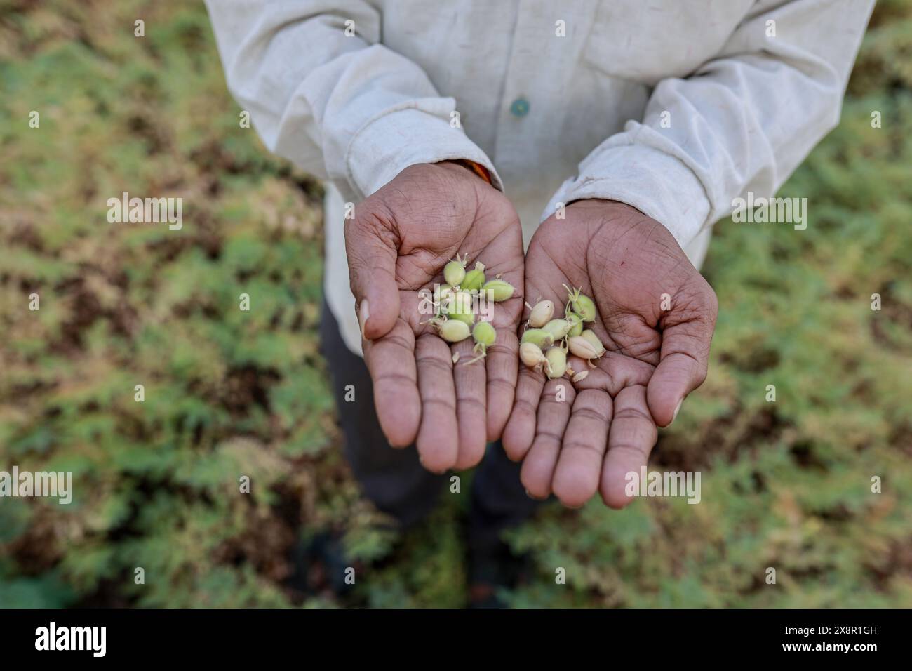 Élevage de pois chiches vert indien, fermier montrant la main Banque D'Images
