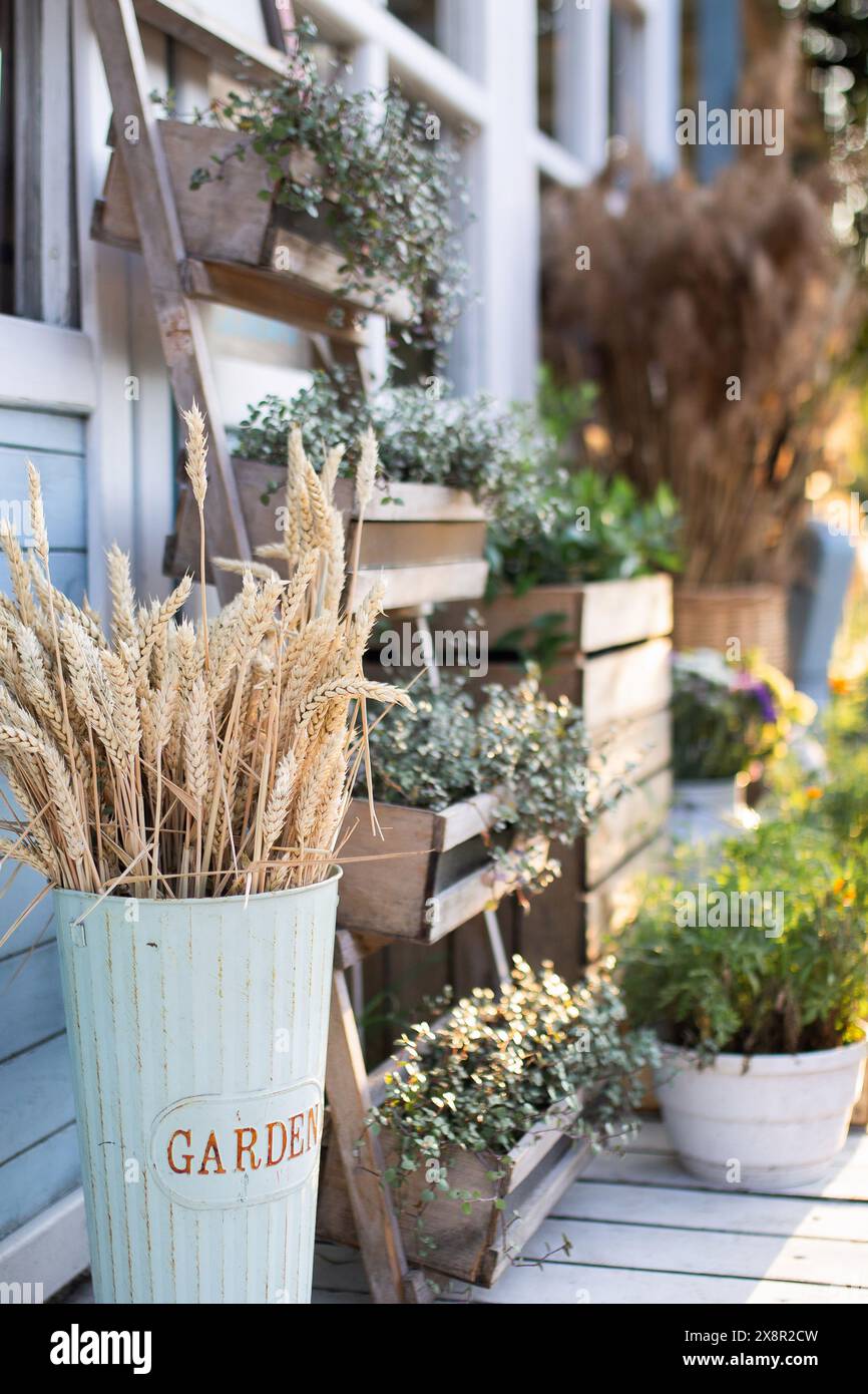 Spikelets en vase et fleurs dans des boîtes en bois près de maison de campagne bleue Banque D'Images