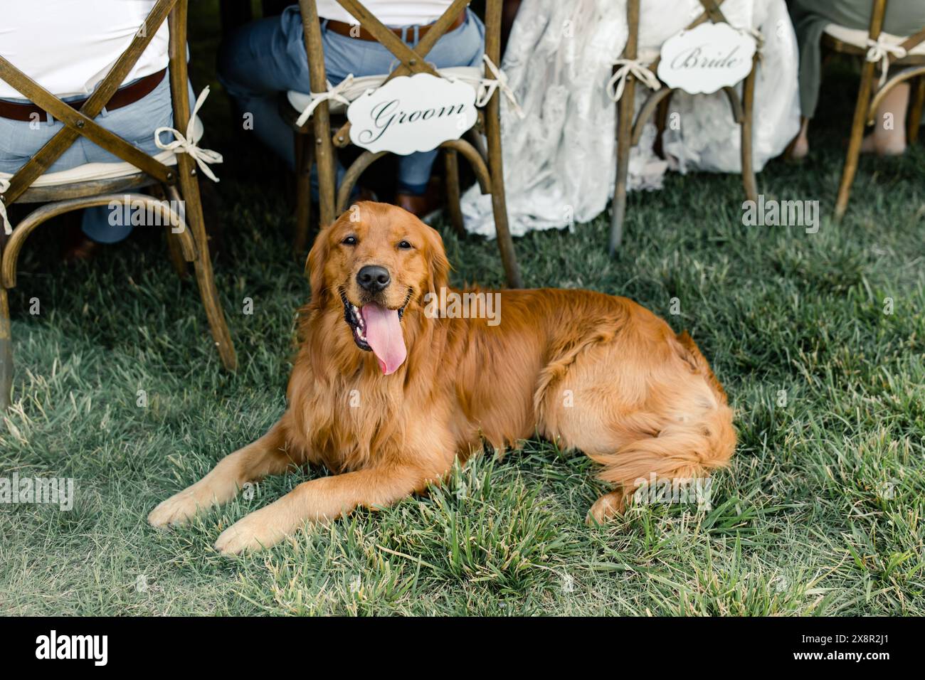 Golden retriever couché sur l'herbe devant des chaises de mariage Banque D'Images