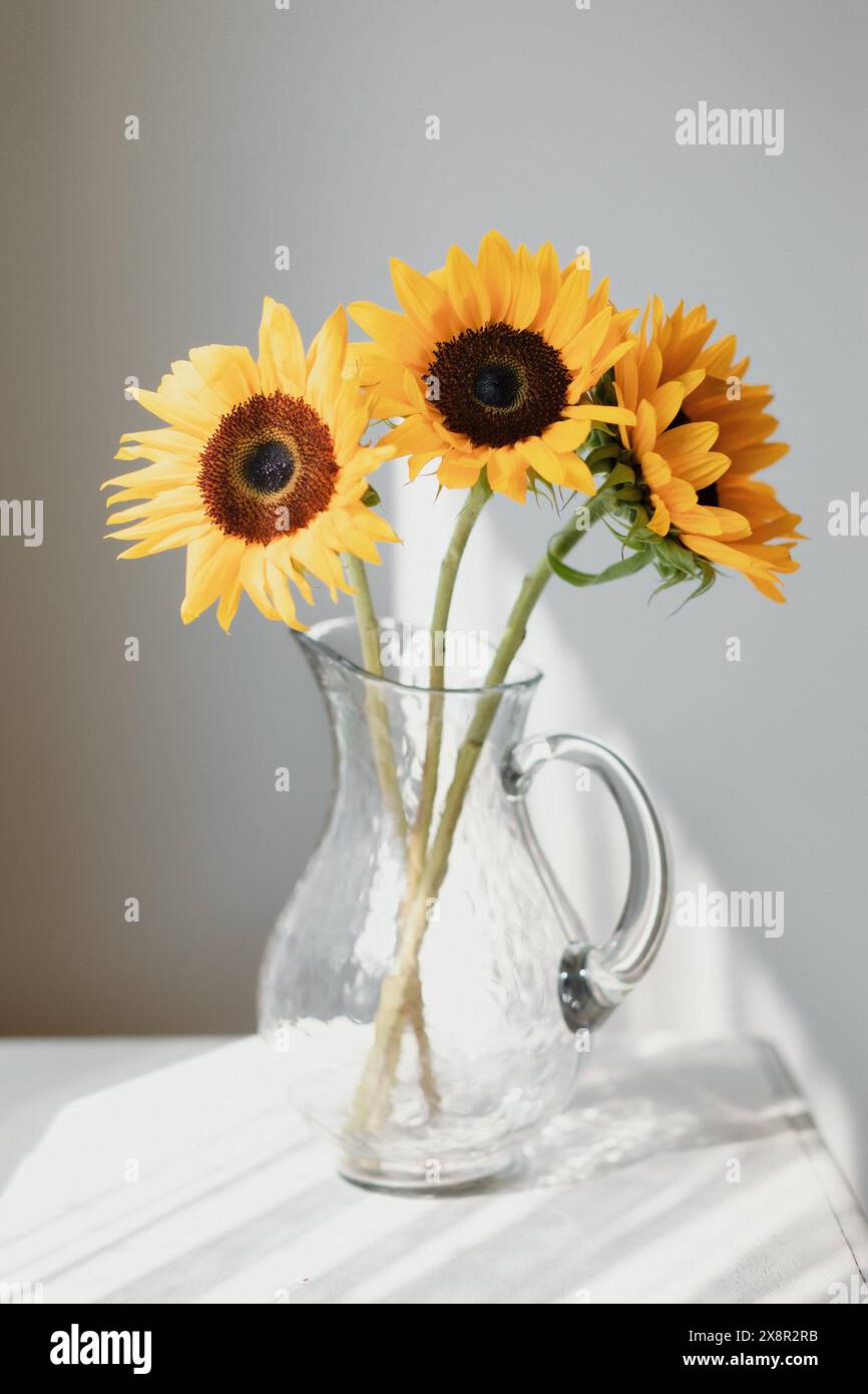 Trois tournesols dans un vase en verre clair, baignés de soleil Banque D'Images