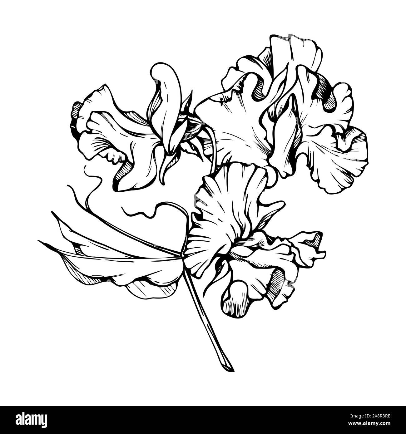 Illustration graphique à l'encre vectorielle dessinée à la main fleurs botaniques feuilles. Pois sucré et éternel, légumineuse à la vesce bindweed. Bouquet de branches isolé sur blanc Illustration de Vecteur