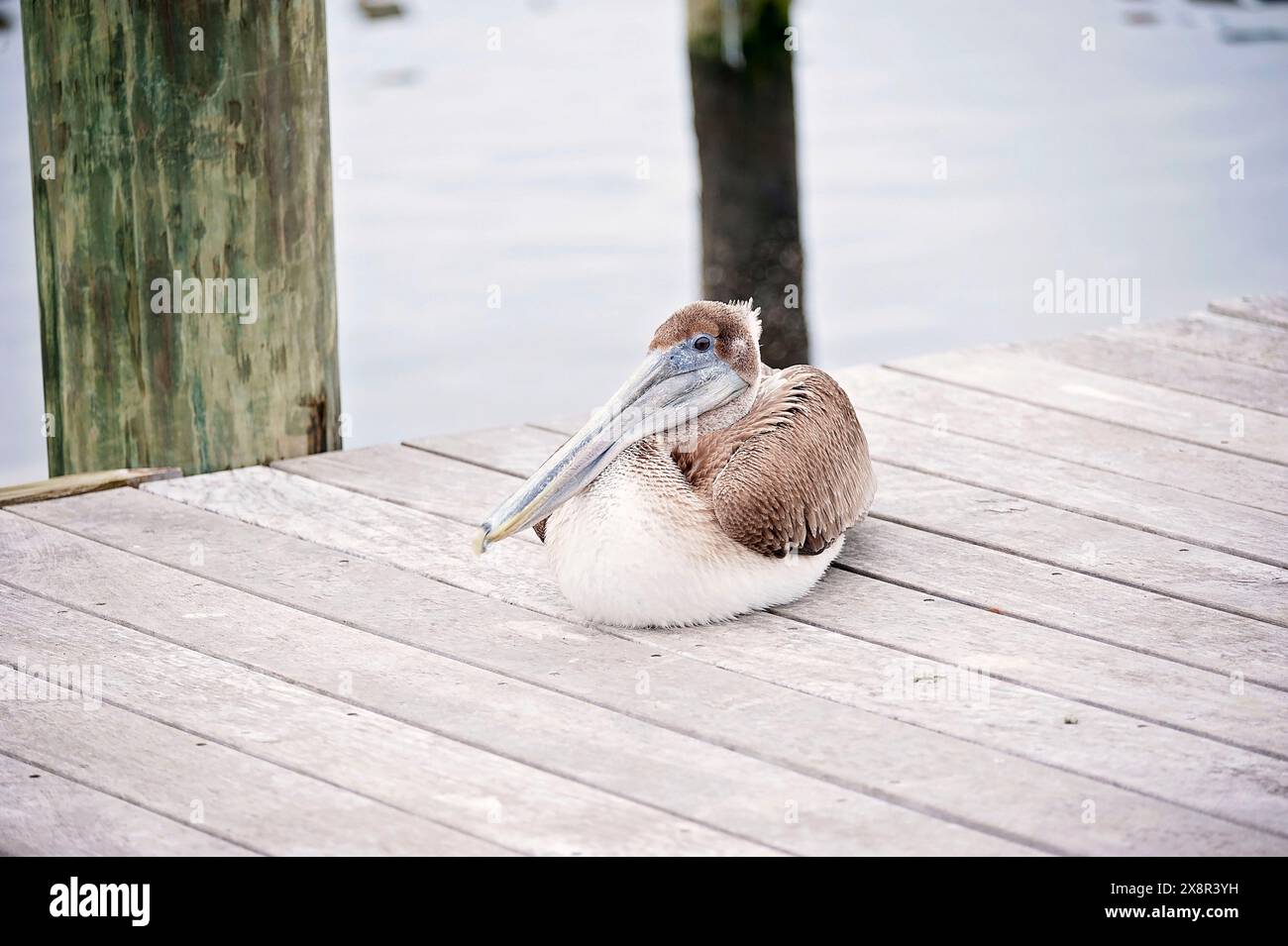 Pélican brun reposant sur un quai en bois au bord de l'eau Banque D'Images