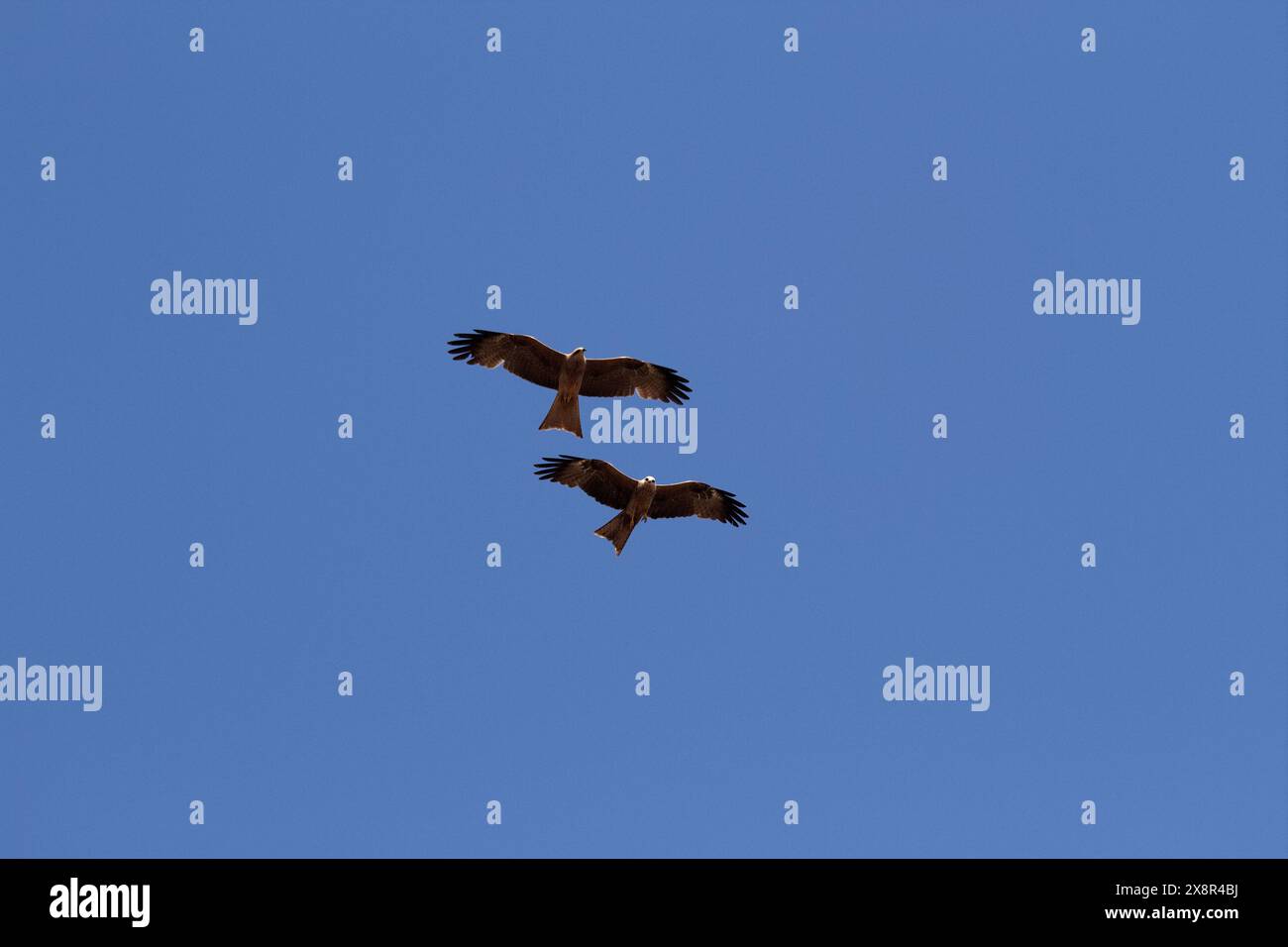 Deux cerfs-volants sifflants volant dans le ciel Banque D'Images