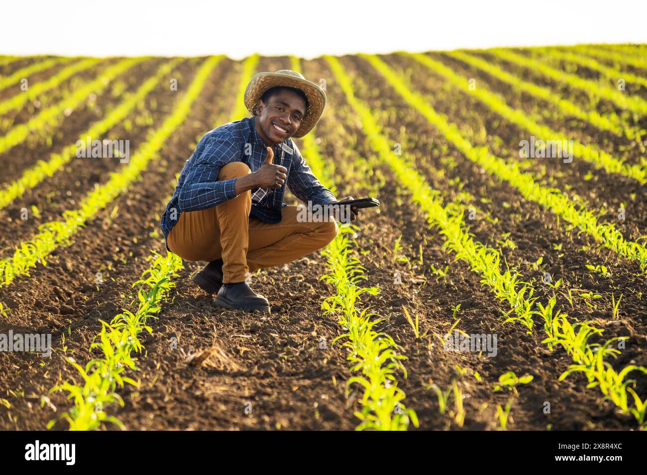 Un agriculteur africain examine les cultures de maïs dans les champs. Banque D'Images