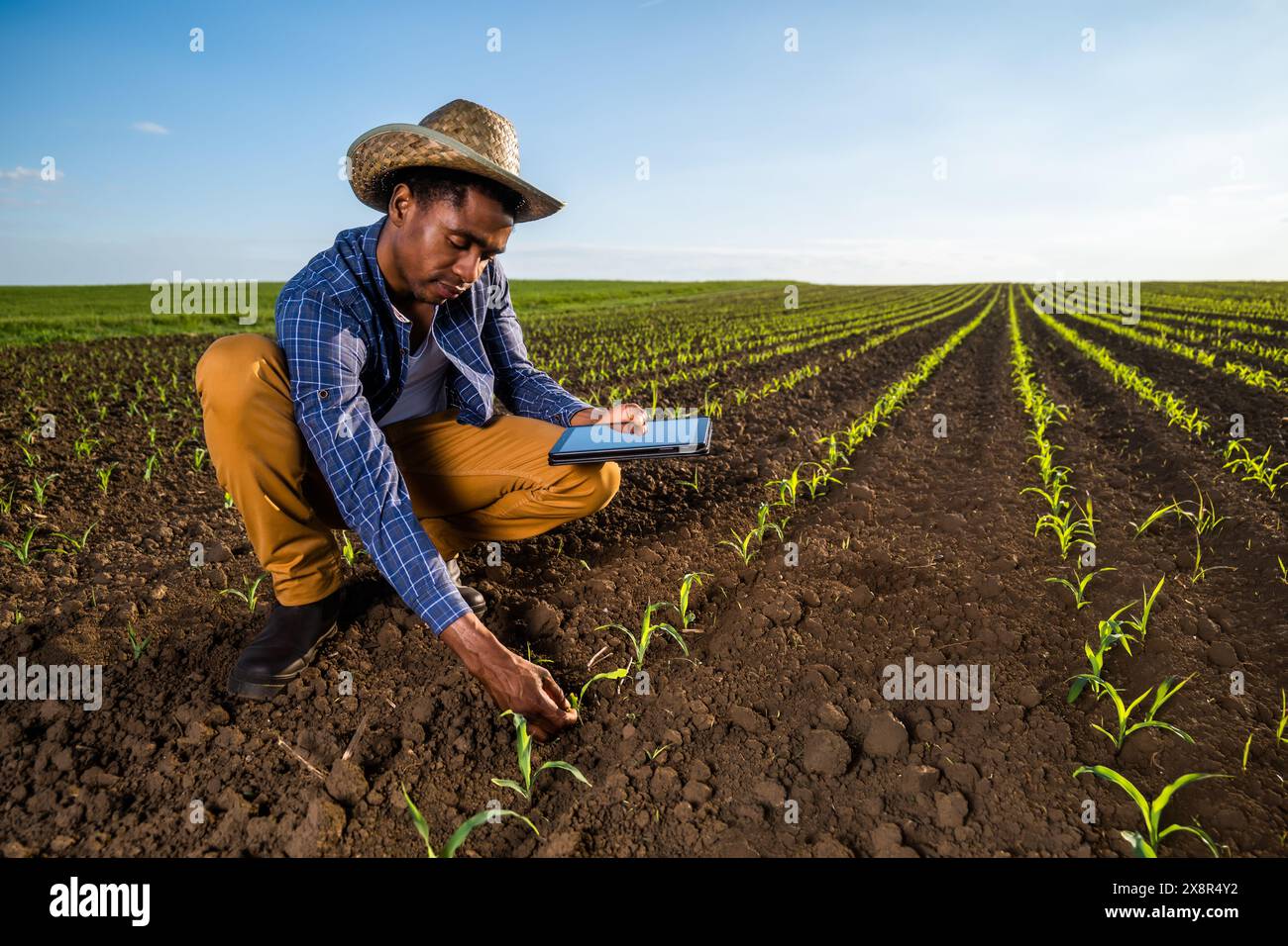 Un agriculteur africain examine les cultures de maïs dans les champs. Banque D'Images