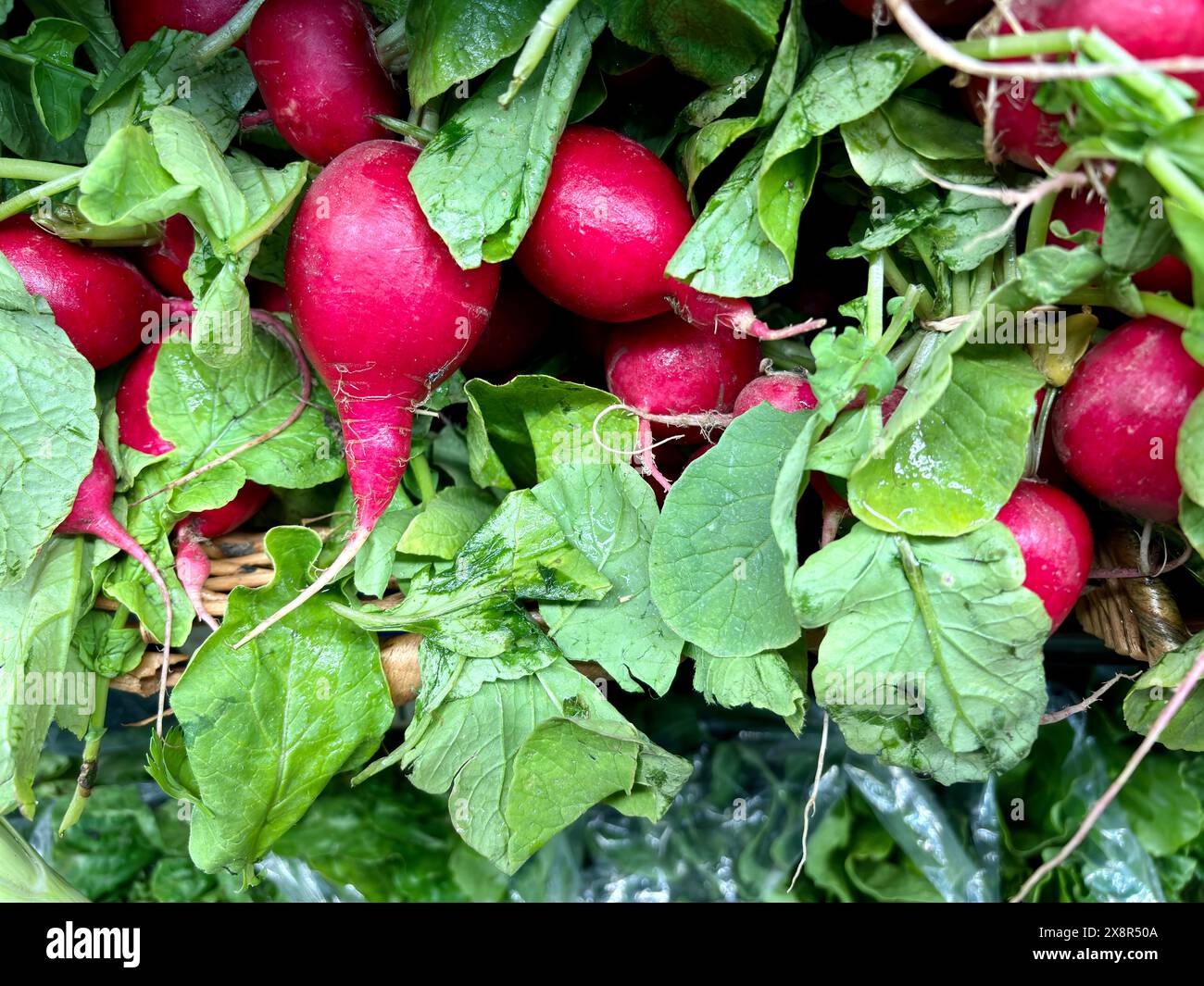 Gros plan de radis frais avec des feuilles vertes au marché de NYC Banque D'Images Gros plan de radis frais avec des feuilles vertes au marché de NYC Banque D'Images