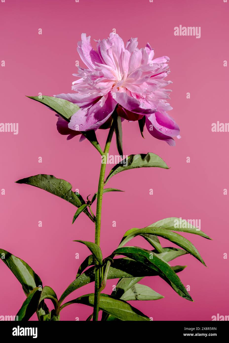 Pivoine rose fleurie sur un fond rose Banque D'Images