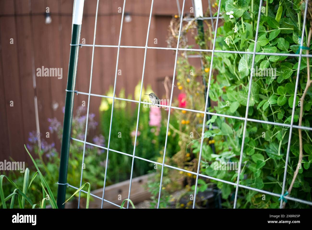 Colibri perché sur un treillis de jardin dans le jardin de l'arrière-cour! Banque D'Images