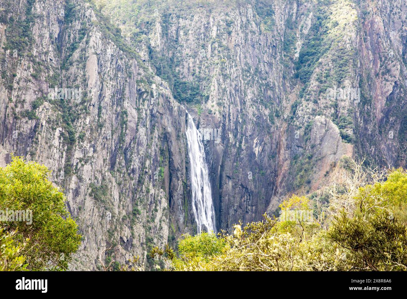 Chutes d'eau de Wollemombi dans le parc national d'Oxley Rivers, la deuxième plus grande chute d'eau d'Australie, avec chandler Falls à côté, NSW, Australie Banque D'Images