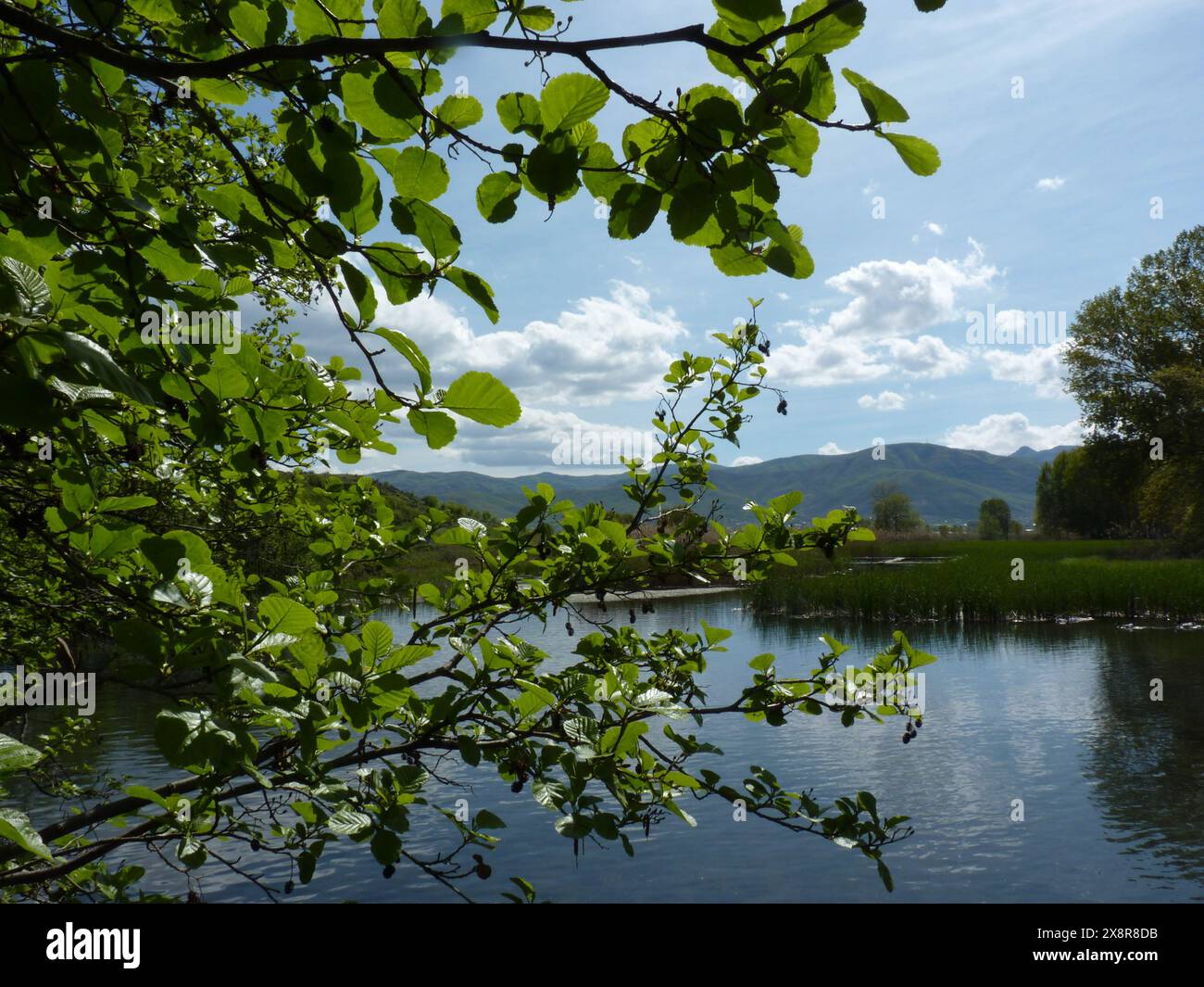 Vue sur le lac avec branches d'arbres Banque D'Images