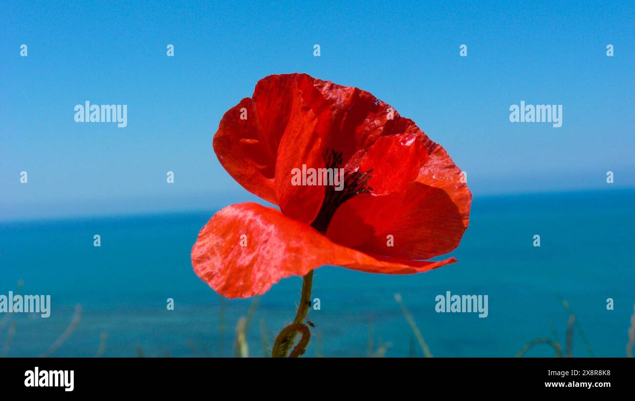 Fleur de coquelicot rouge bord de mer Banque D'Images