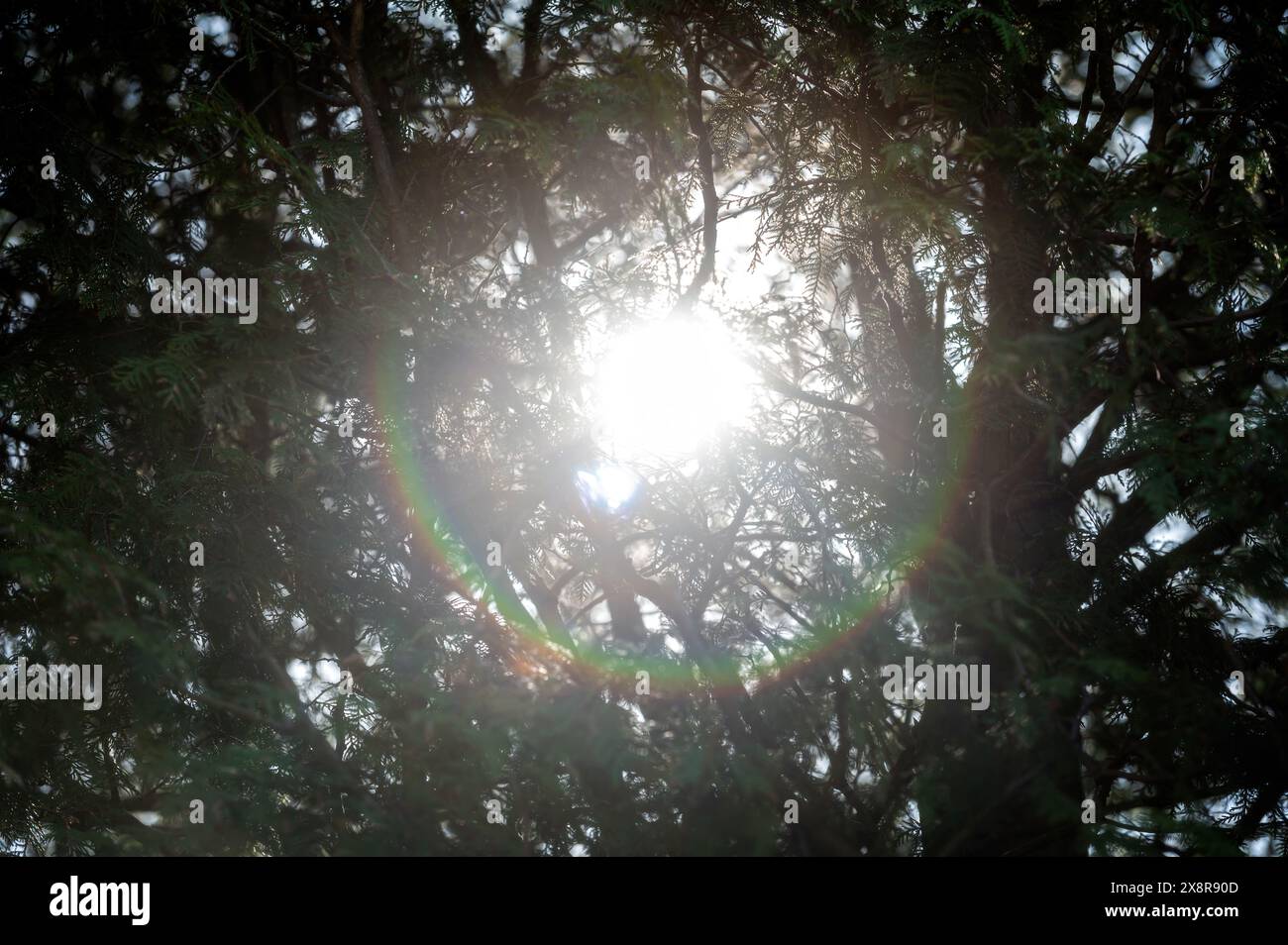 Le soleil brille à travers les branches des arbres, créant un effet tapissé sur le sol. Banque D'Images