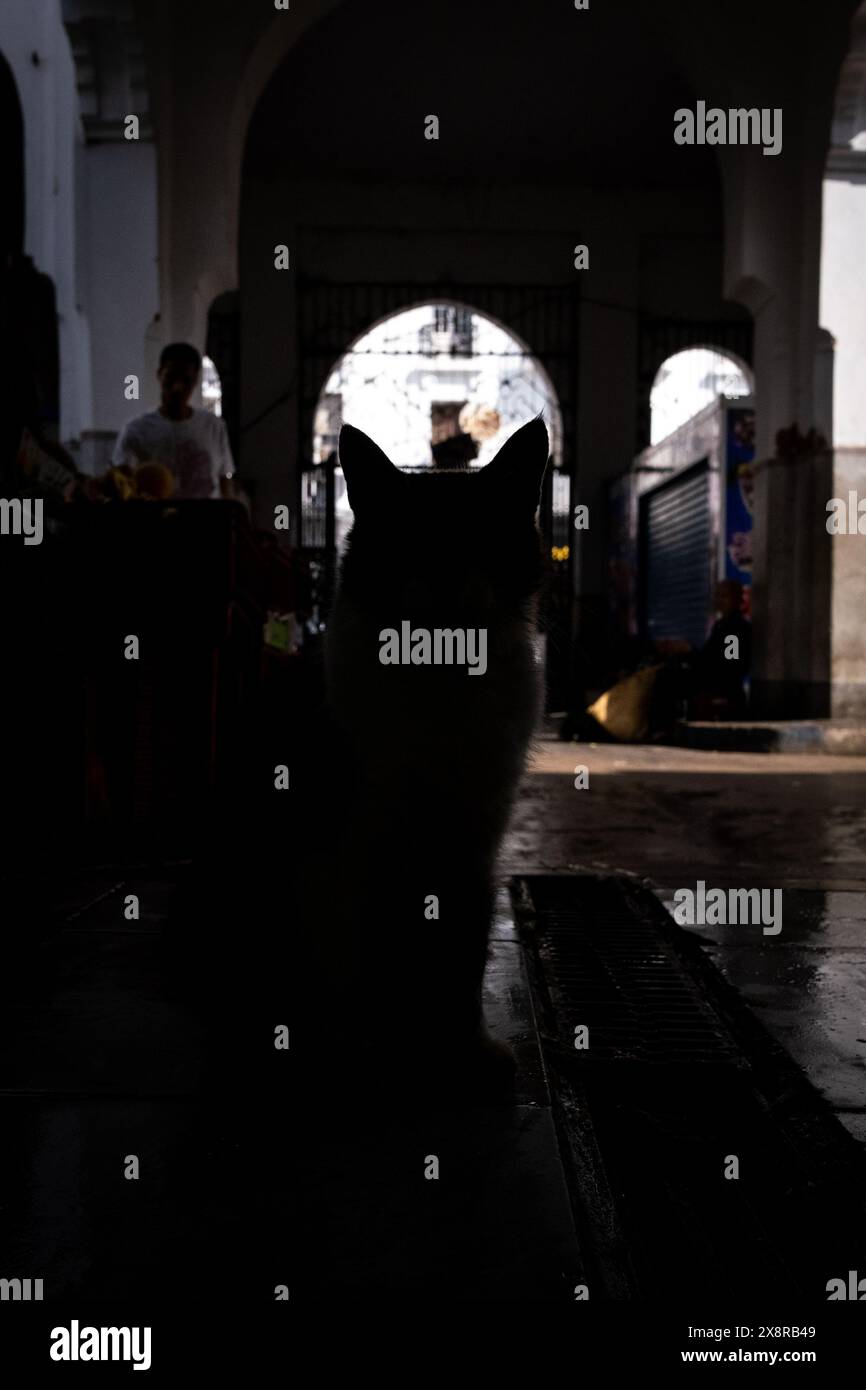 Silhouette d'un chat au marché central de Casablanca, Maroc, le 5 octobre 2023. L'image capture la nature mystérieuse et curieuse du chat Banque D'Images