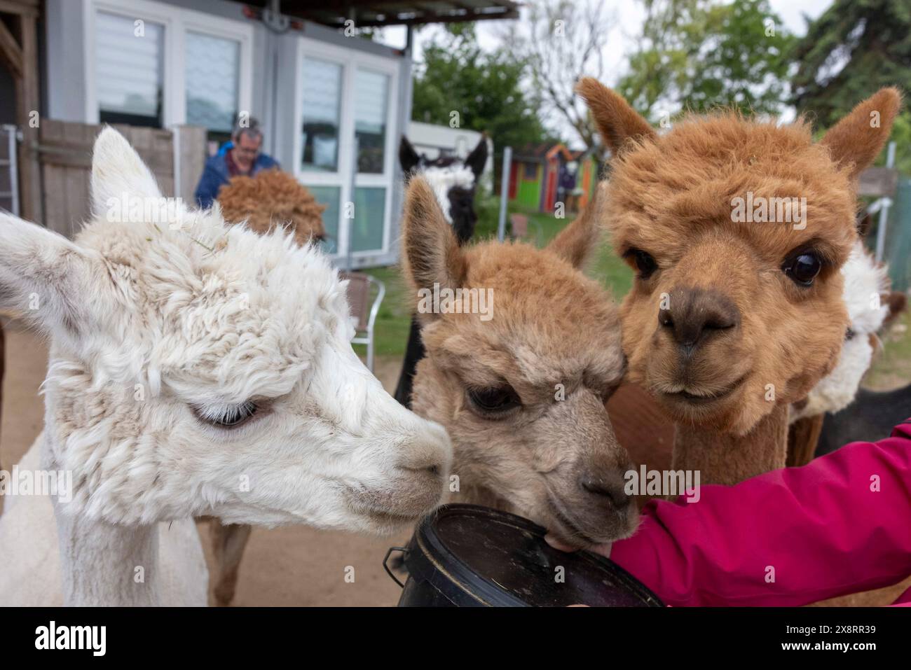 Darmstadt, Allemagne. 21 mai 2024. Dans le quartier Arheiligen de Darmstadt, Regine Jakobi s'occupe d'un groupe d'animaux andins sud-américains dans la ferme 'Luna Alpacas'. Les alpagas avec des yeux boutonnés bruns et une légère lueur argentée sous une coiffure punky ne sont pas seulement des animaux de loisir à câliner, leur laine douce peut également être pratiquement transformée en chapeaux et foulards. Crédit : Helmut Fricke/dpa/Alamy Live News Banque D'Images