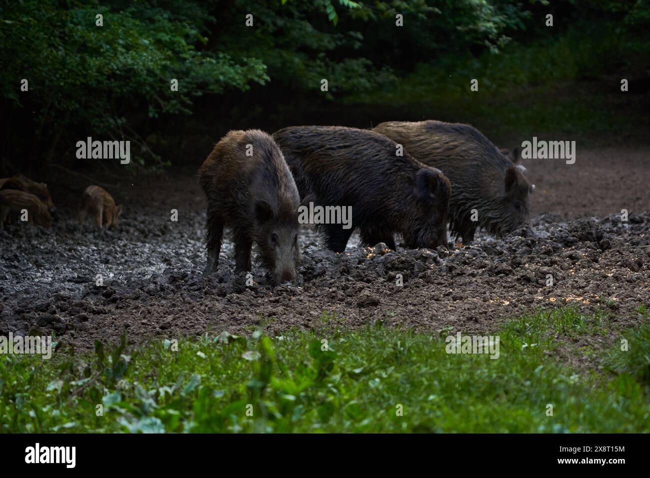 Troupeau de porcs sauvages (porcs sauvages) enraciné dans la forêt pour se nourrir Banque D'Images