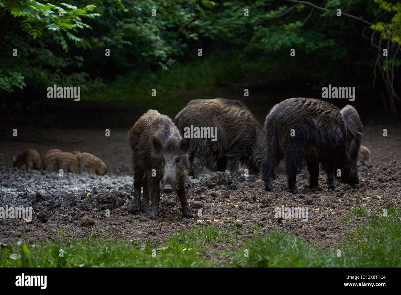 Troupeau de porcs sauvages (porcs sauvages) enraciné dans la forêt pour se nourrir Banque D'Images