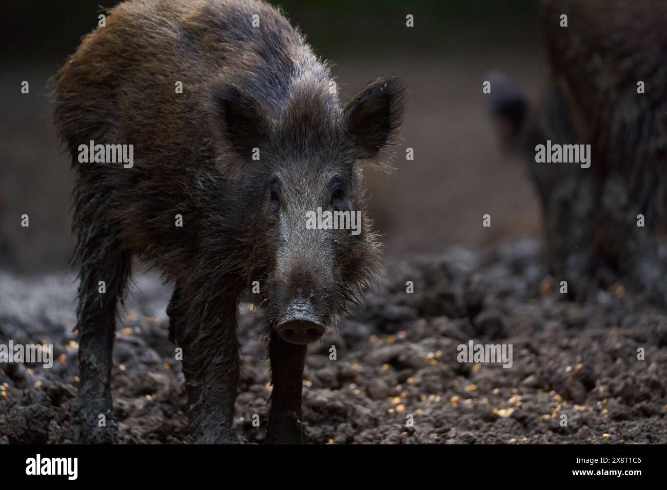 Troupeau de porcs sauvages (porcs sauvages) enraciné dans la forêt pour se nourrir Banque D'Images