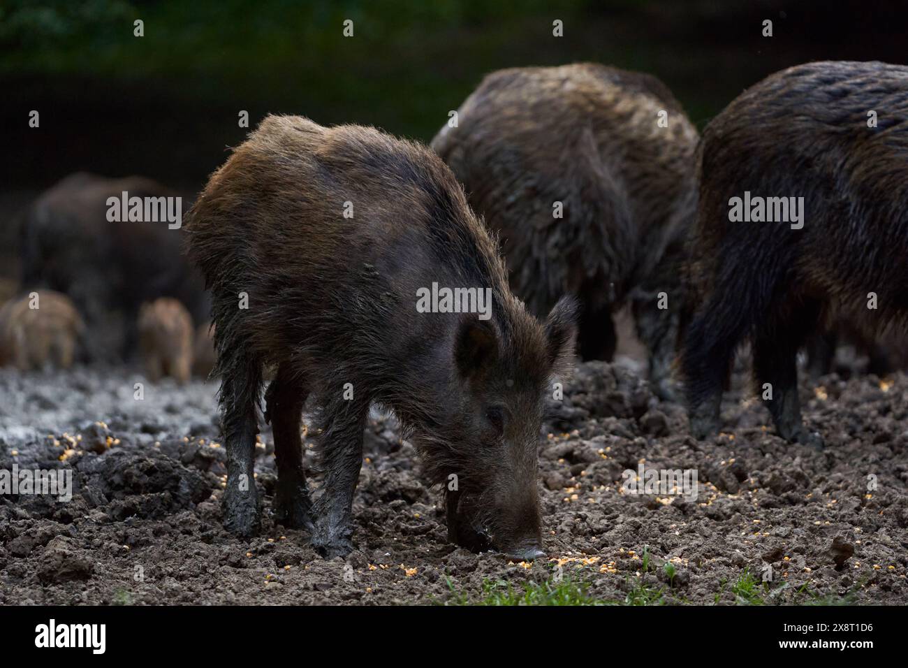 Troupeau de porcs sauvages (porcs sauvages) enraciné dans la forêt pour se nourrir Banque D'Images