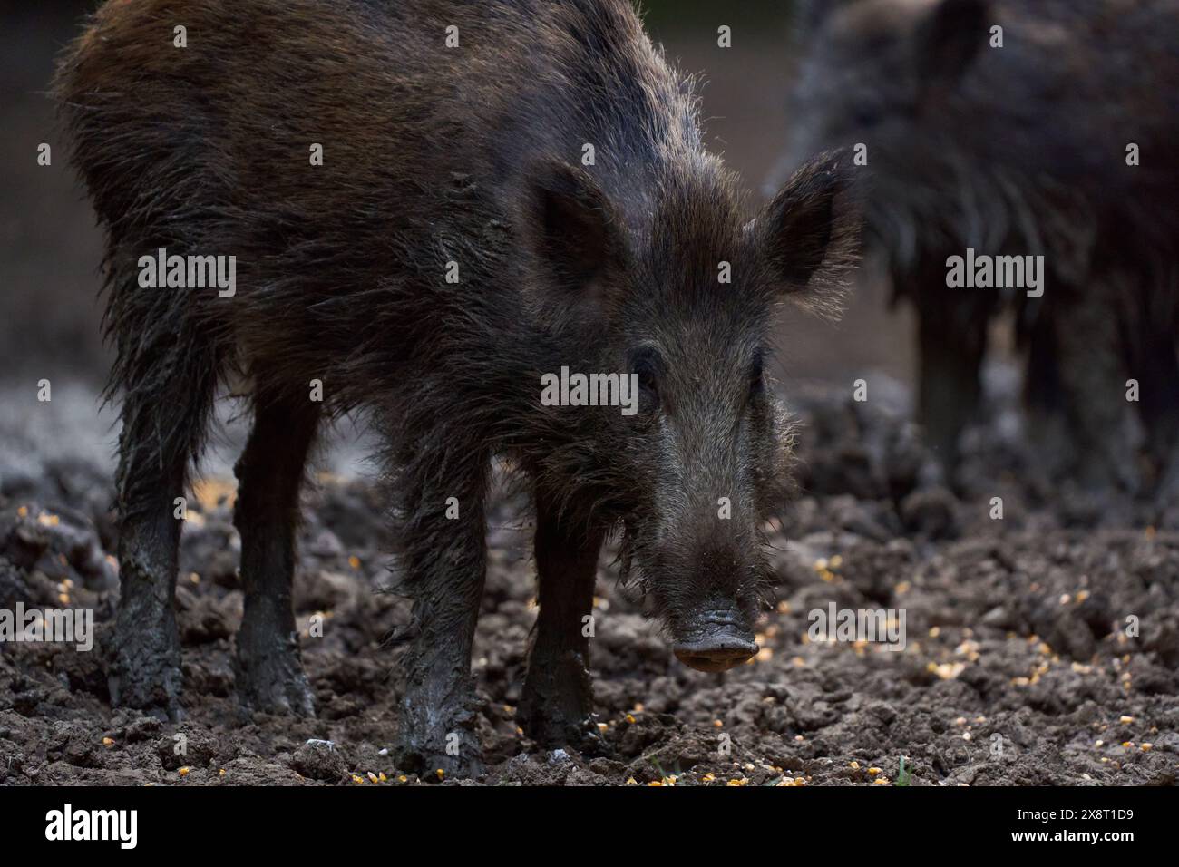 Troupeau de porcs sauvages (porcs sauvages) enraciné dans la forêt pour se nourrir Banque D'Images