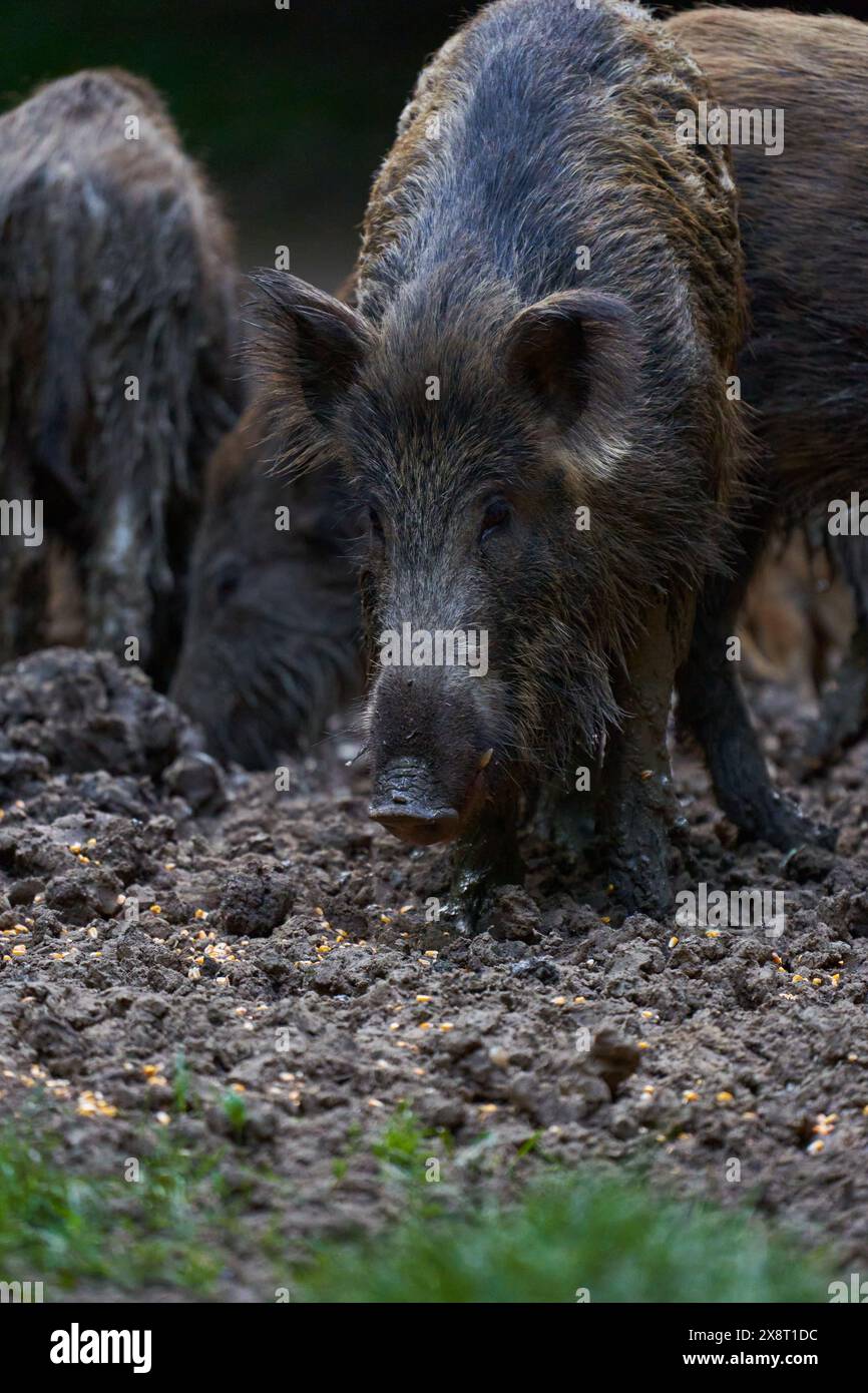 Troupeau de porcs sauvages (porcs sauvages) enraciné dans la forêt pour se nourrir Banque D'Images