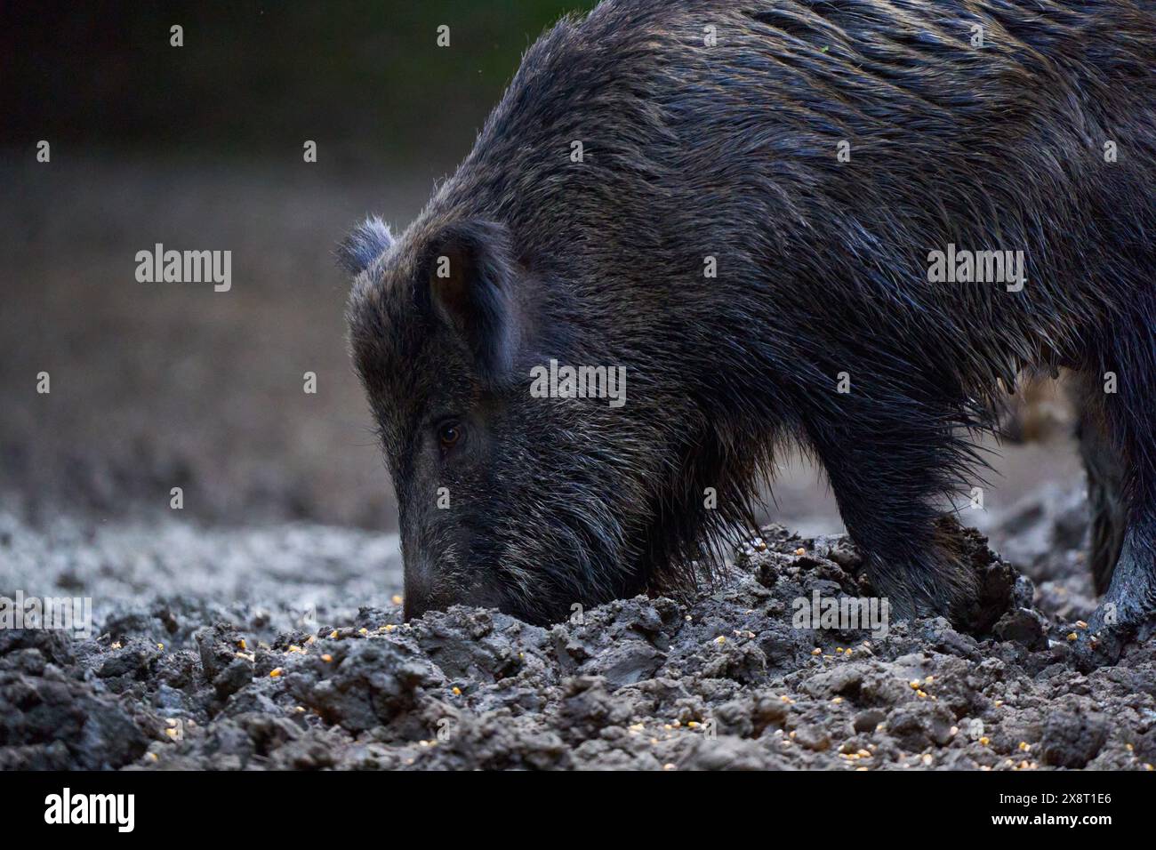 Troupeau de porcs sauvages (porcs sauvages) enraciné dans la forêt pour se nourrir Banque D'Images