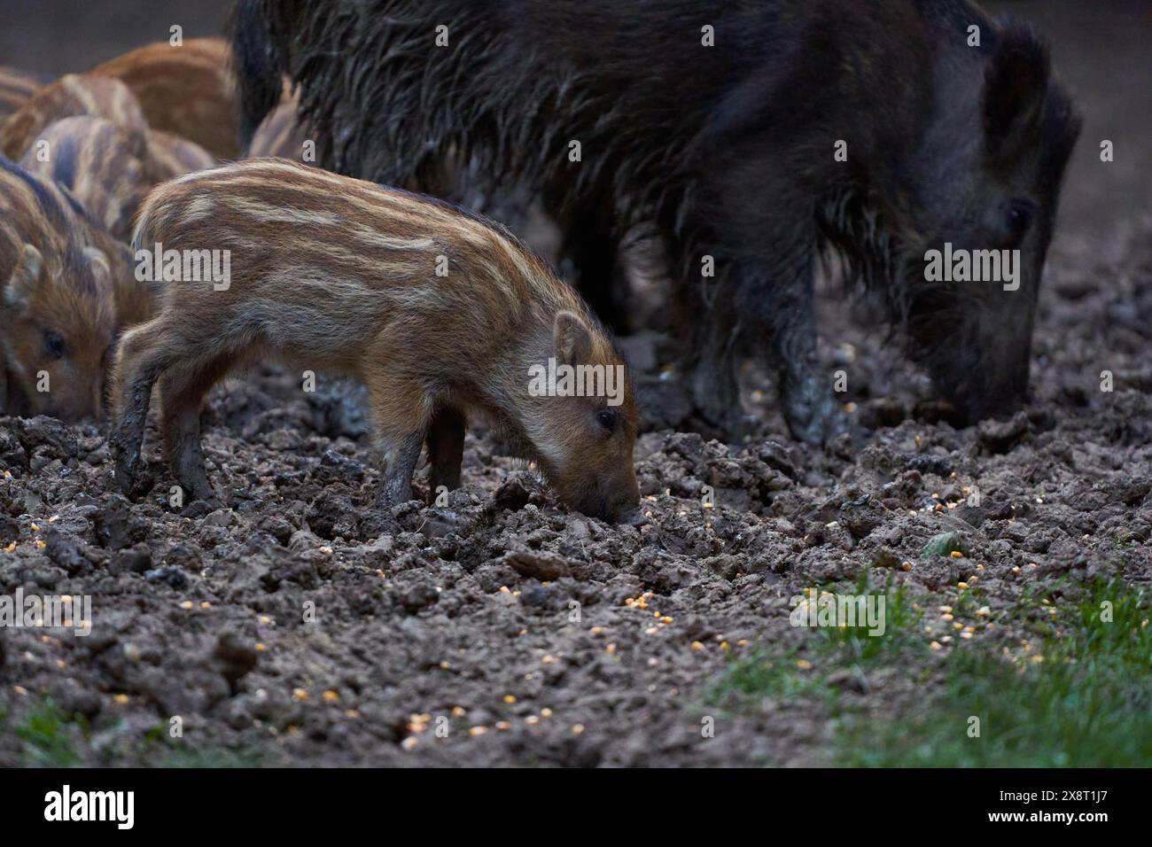 Troupeau de porcs sauvages (porcs sauvages) enraciné dans la forêt pour se nourrir Banque D'Images