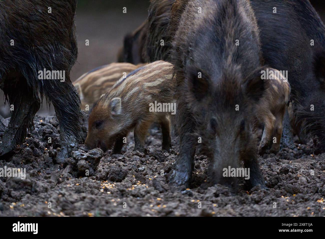 Troupeau de porcs sauvages (porcs sauvages) enraciné dans la forêt pour se nourrir Banque D'Images