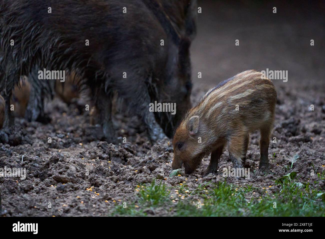 Troupeau de porcs sauvages (porcs sauvages) enraciné dans la forêt pour se nourrir Banque D'Images