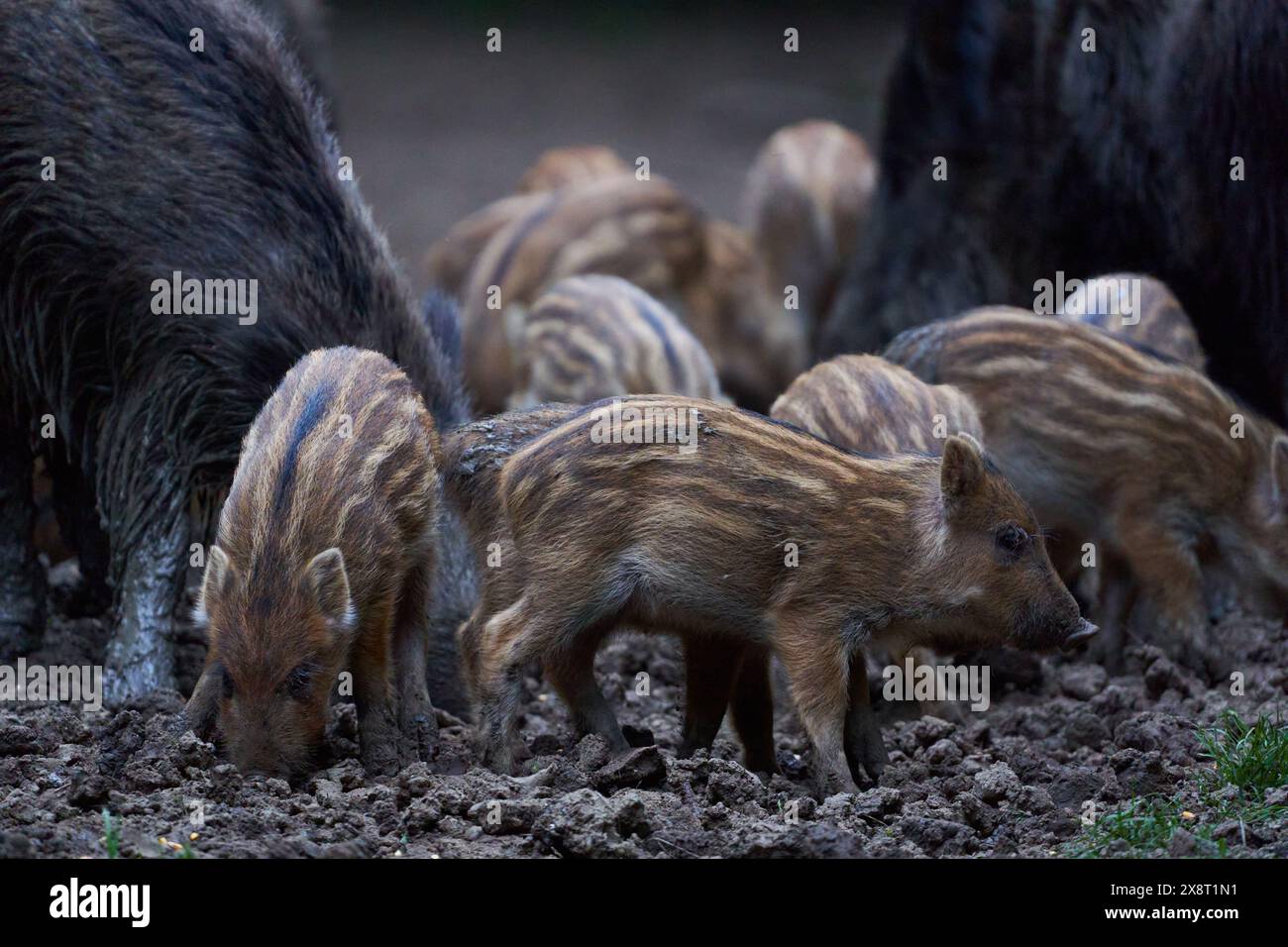 Troupeau de porcs sauvages (porcs sauvages) enraciné dans la forêt pour se nourrir Banque D'Images