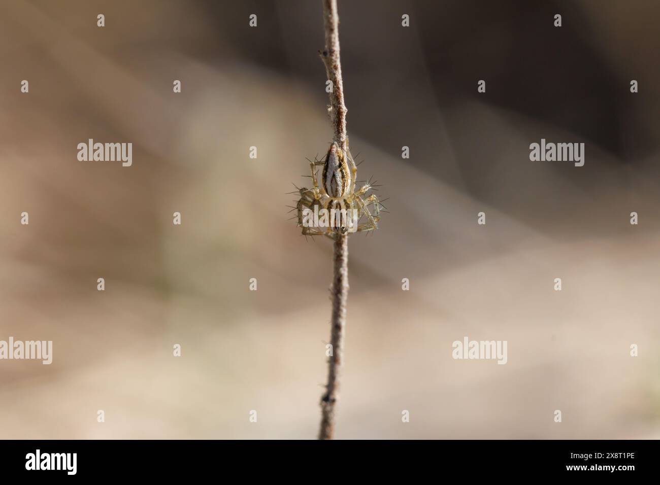 Oxyopes d'araignée Lynx sautant le long des bâtons de mauvaises herbes sur les bords du champ agricole, Alcoy, Espagne Banque D'Images