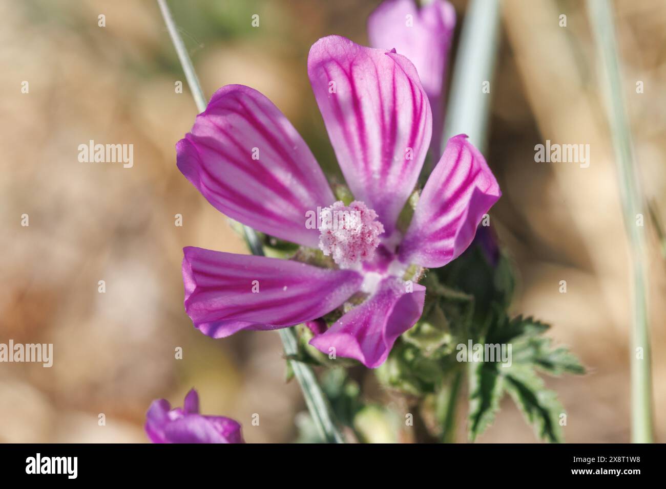 Malva sylvestris plante en fleur, plante utilisée en phytothérapie pour la gorge et les bronches. Alcoy, Espagne Banque D'Images