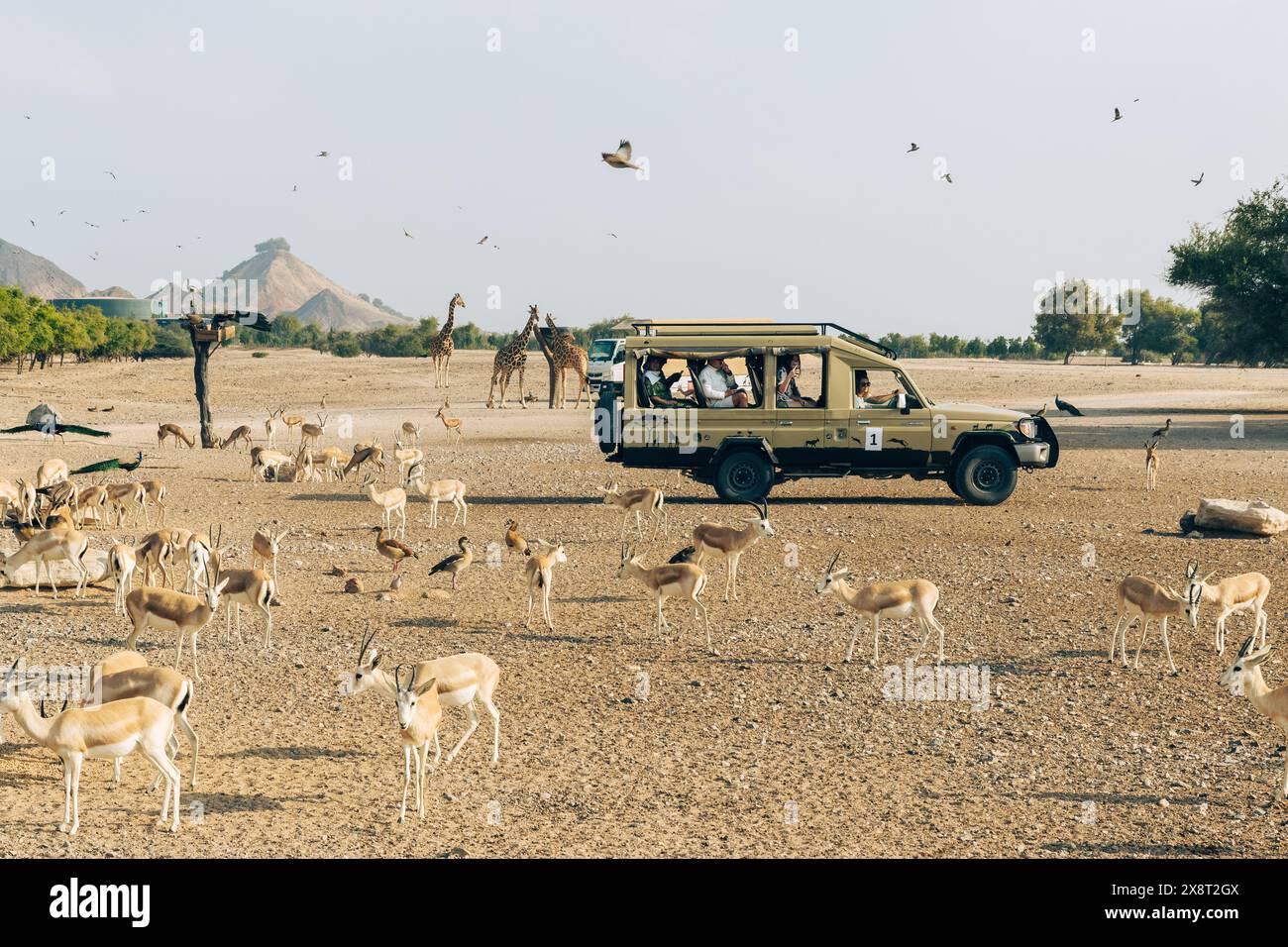 Sir Bani Yas, Émirats arabes Unis - 5 janvier 2024 : les visiteurs s'émerveillent devant la diversité de la faune lors d'une visite guidée du sanctuaire de l'île. Banque D'Images