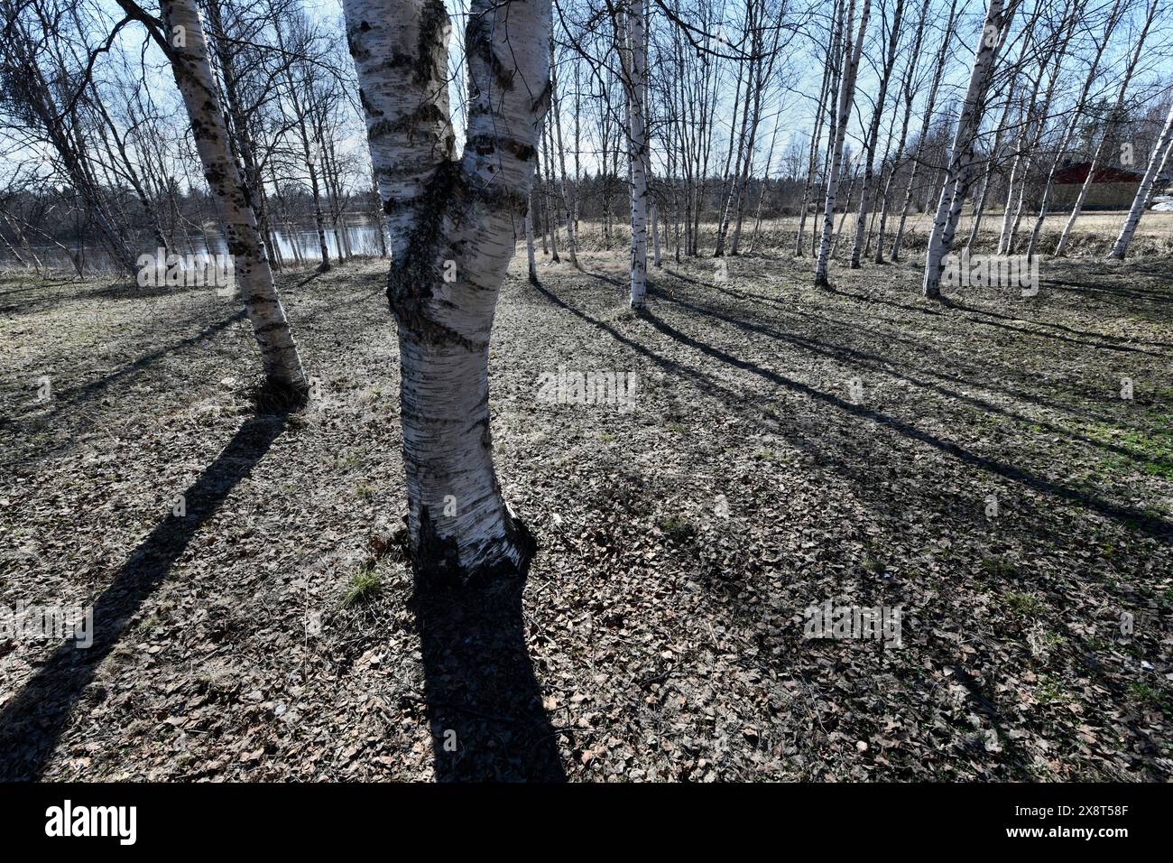 Finlande, Ivalo, Betula pendula, Birches Banque D'Images