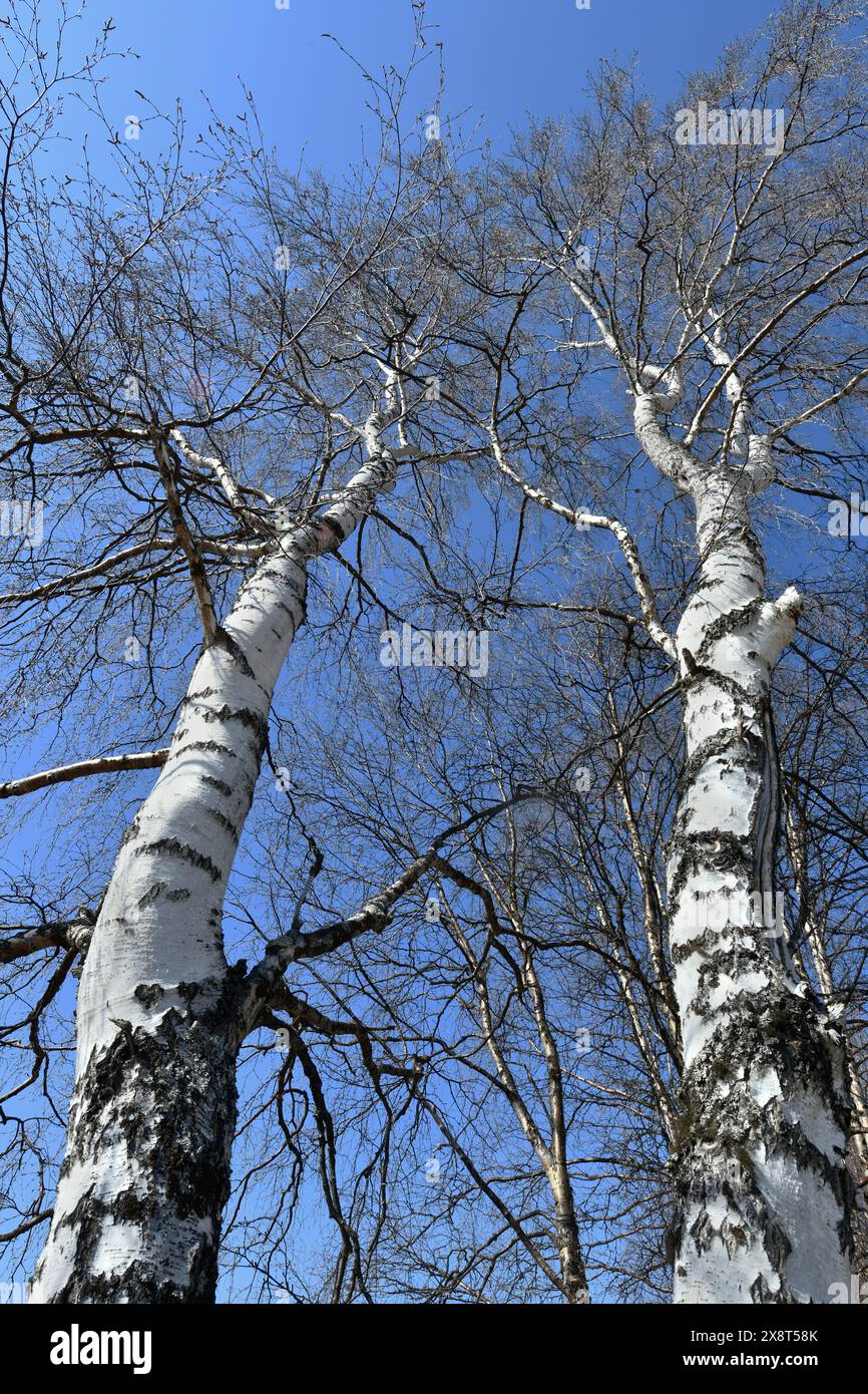 Finlande, Ivalo, Betula pendula), bouleaux Banque D'Images