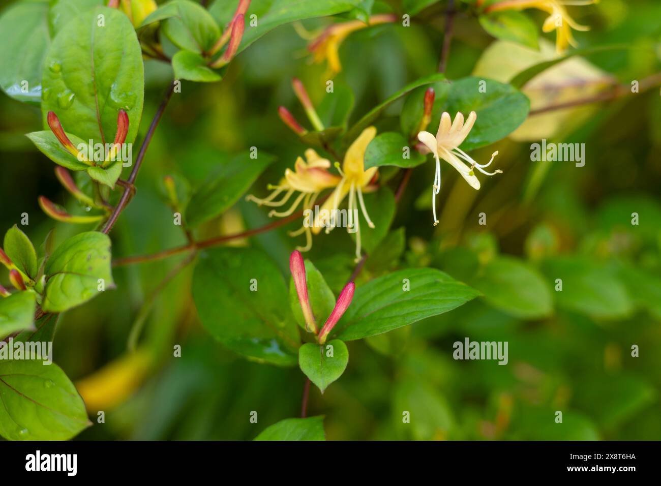 Plante grimpante de chèvrefeuille en fleur avec un parfum doux Banque D'Images