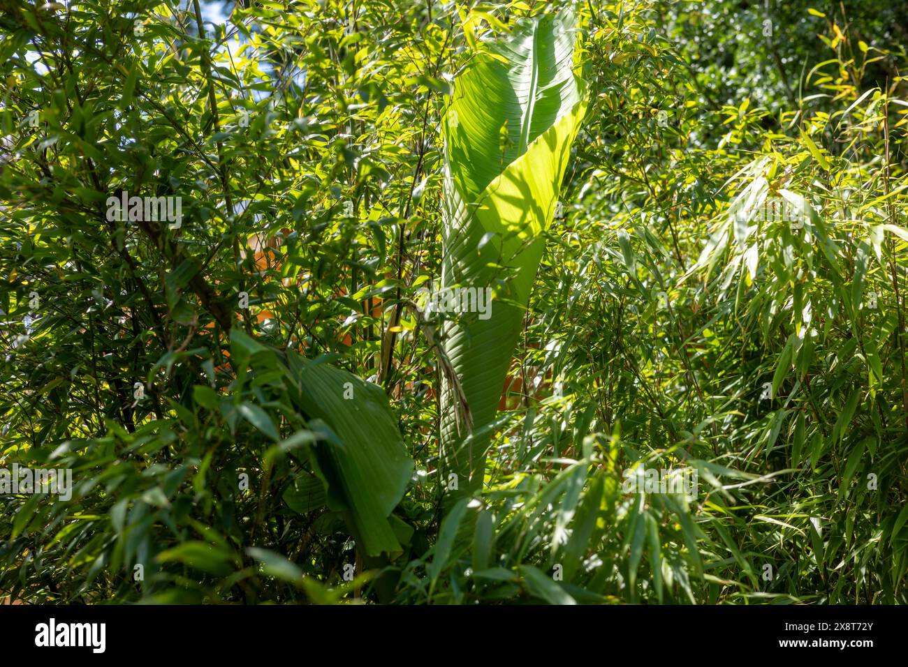 Création d'un jardin sur le thème de la jungle tropicale au Royaume-Uni Banque D'Images