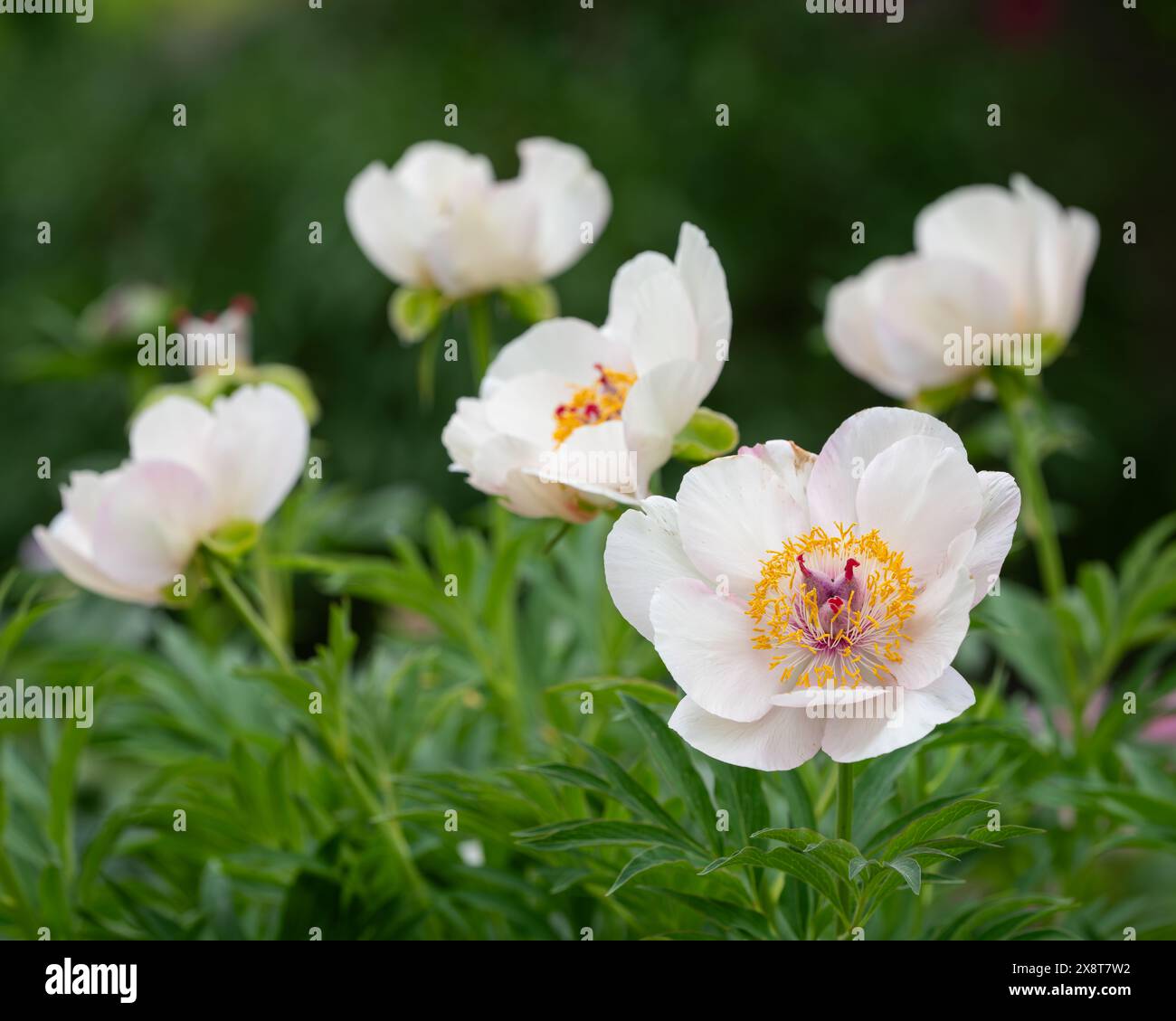 Paeonia Lady Gay. Fleur de pivoine rose clair. Belles pivoines rose clair dans le jardin. Fond de fleur. Banque D'Images