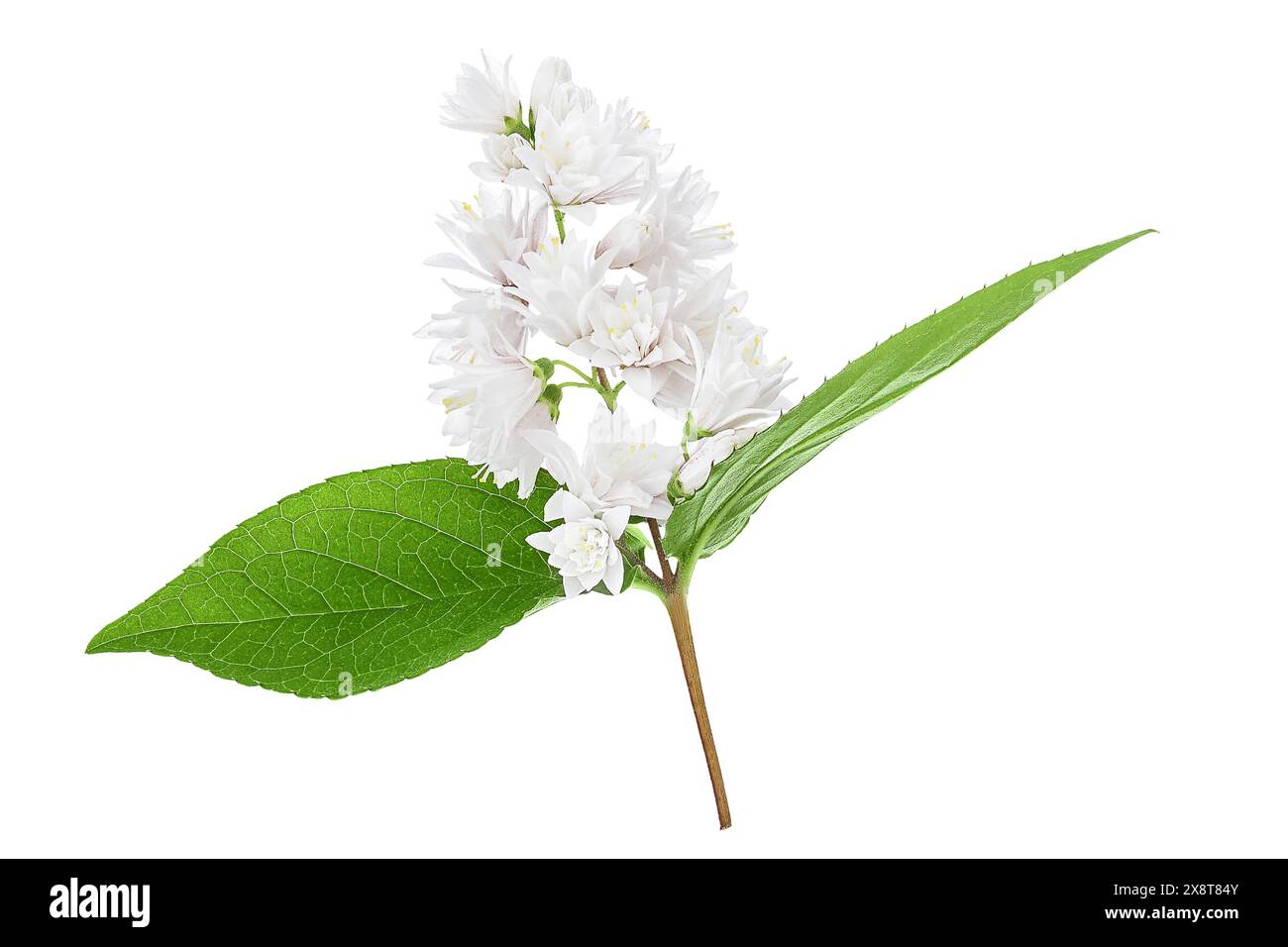 fleurs de deutzia isolées sur un fond blanc Banque D'Images