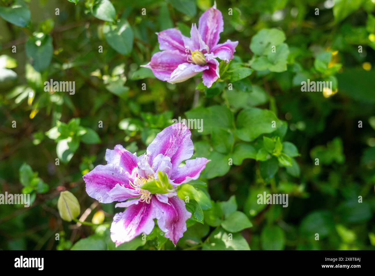 Clematis Lasting Love Grazyna Climbing Plant Banque D'Images