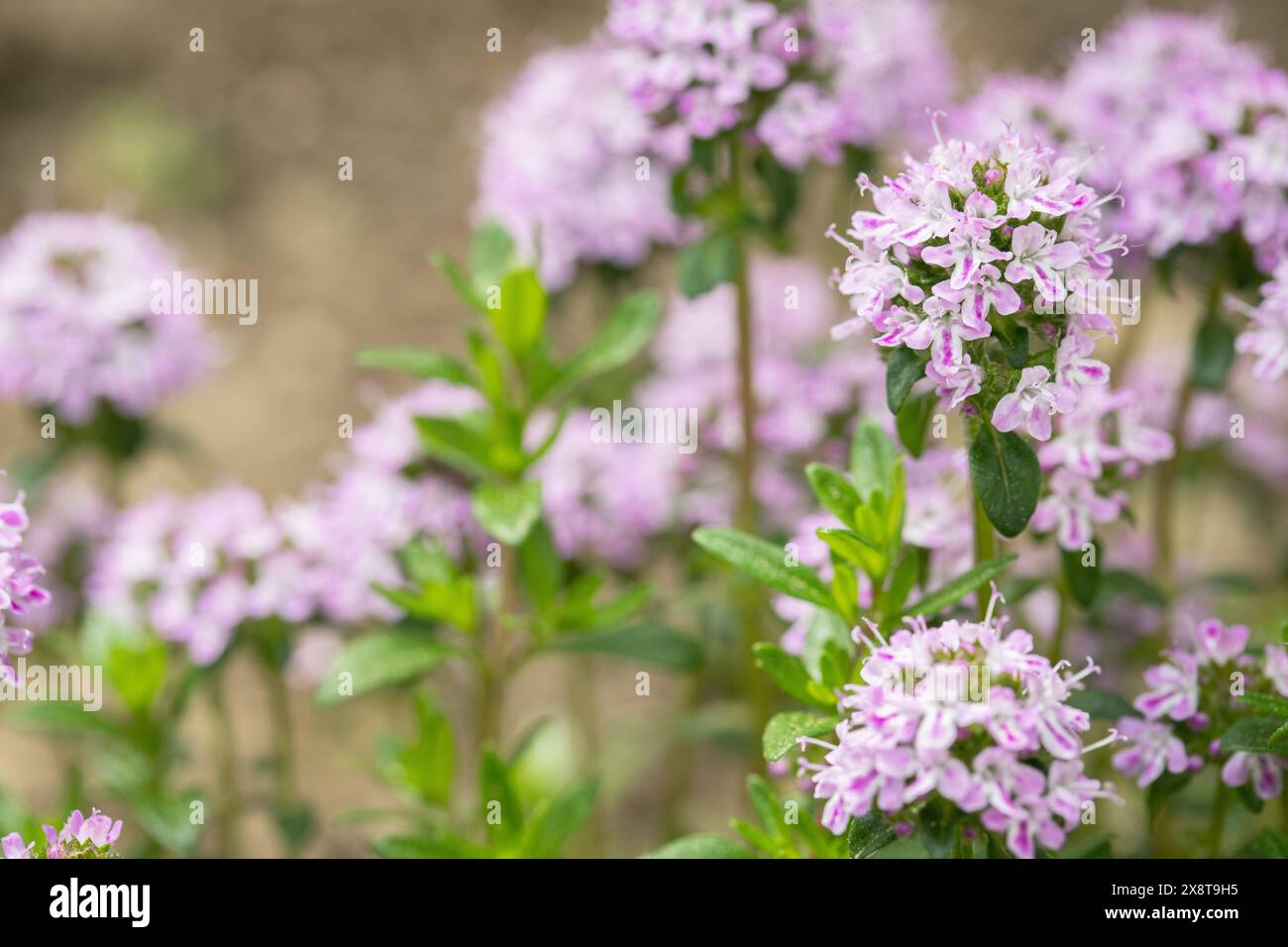 Saveur de montagne fleurie (Satureja montana). Banque D'Images