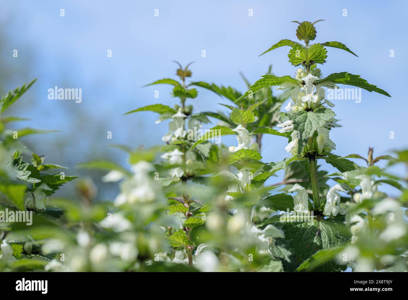 Orties blanches (album Lamium). Banque D'Images