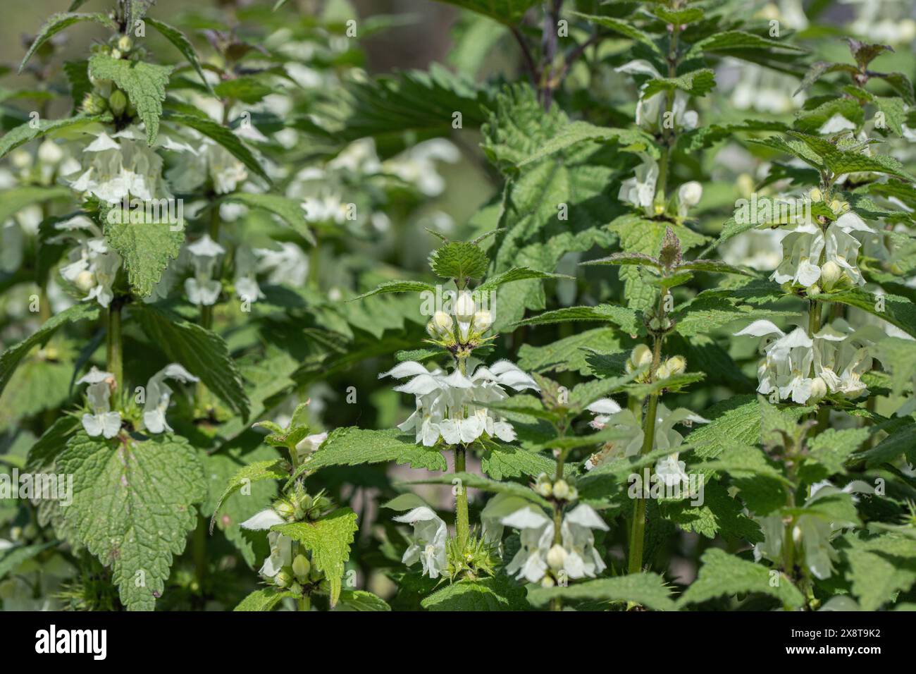 Orties blanches (album Lamium). Banque D'Images