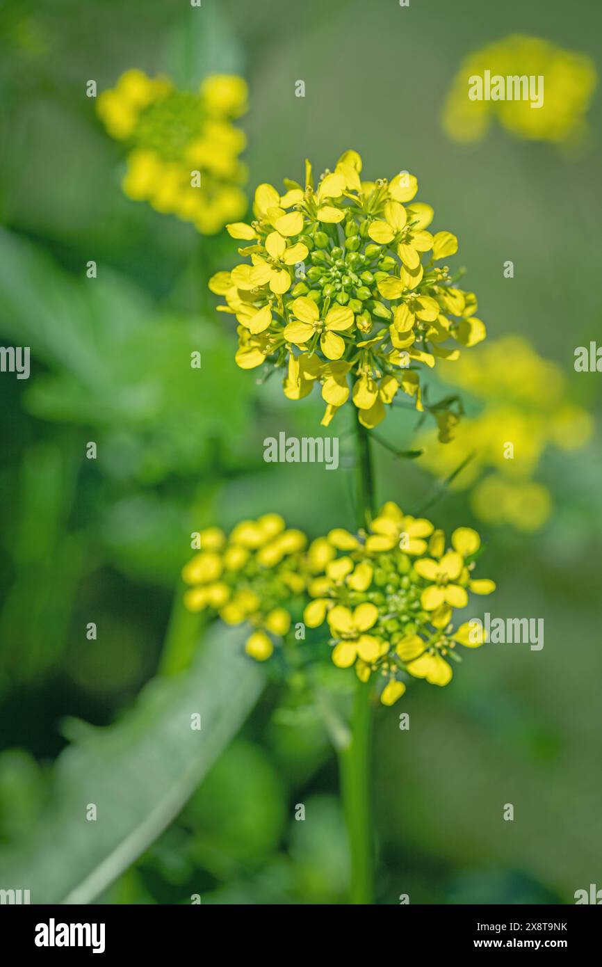 Inflorescence jaune de la moutarde blanche (Sinapis alba). Banque D'Images