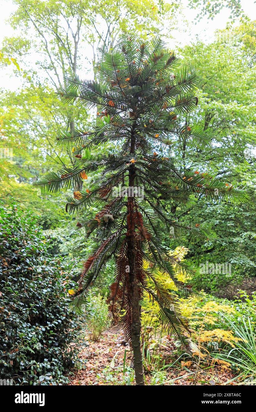 Un pin rare appelé Wollemia nobilis, Liverpool, Angleterre, Royaume-Uni Banque D'Images