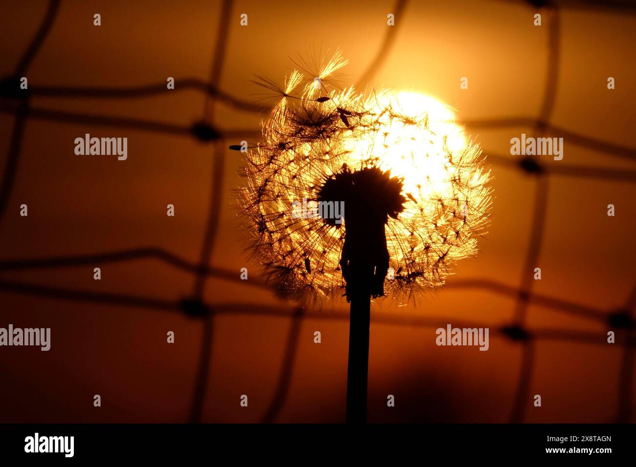 Pissenlit dans la lumière du soir, mai, Allemagne Banque D'Images