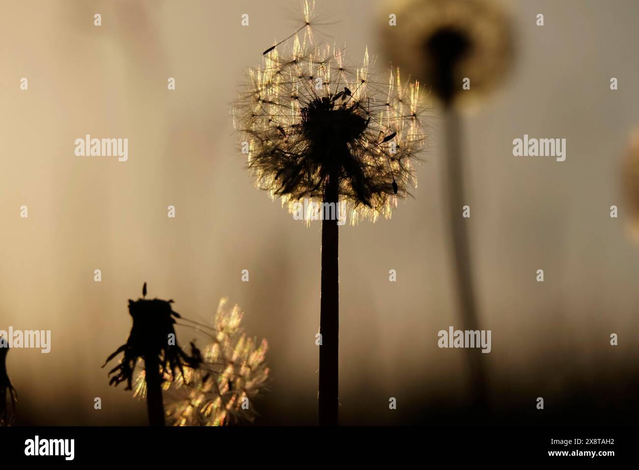 Pissenlits dans la lumière du soir, mai, Allemagne Banque D'Images