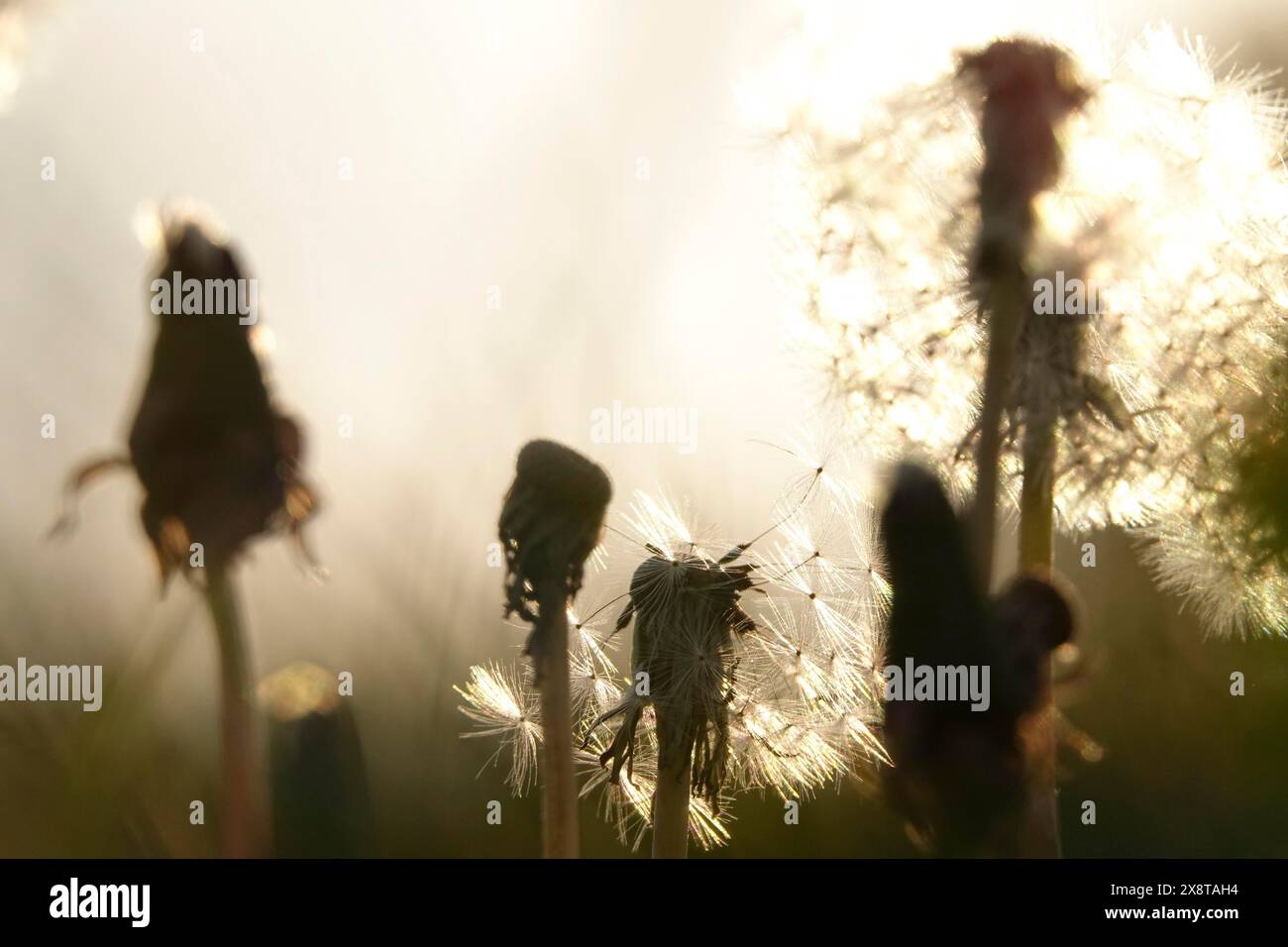Pissenlits dans la lumière du soir, mai, Allemagne Banque D'Images