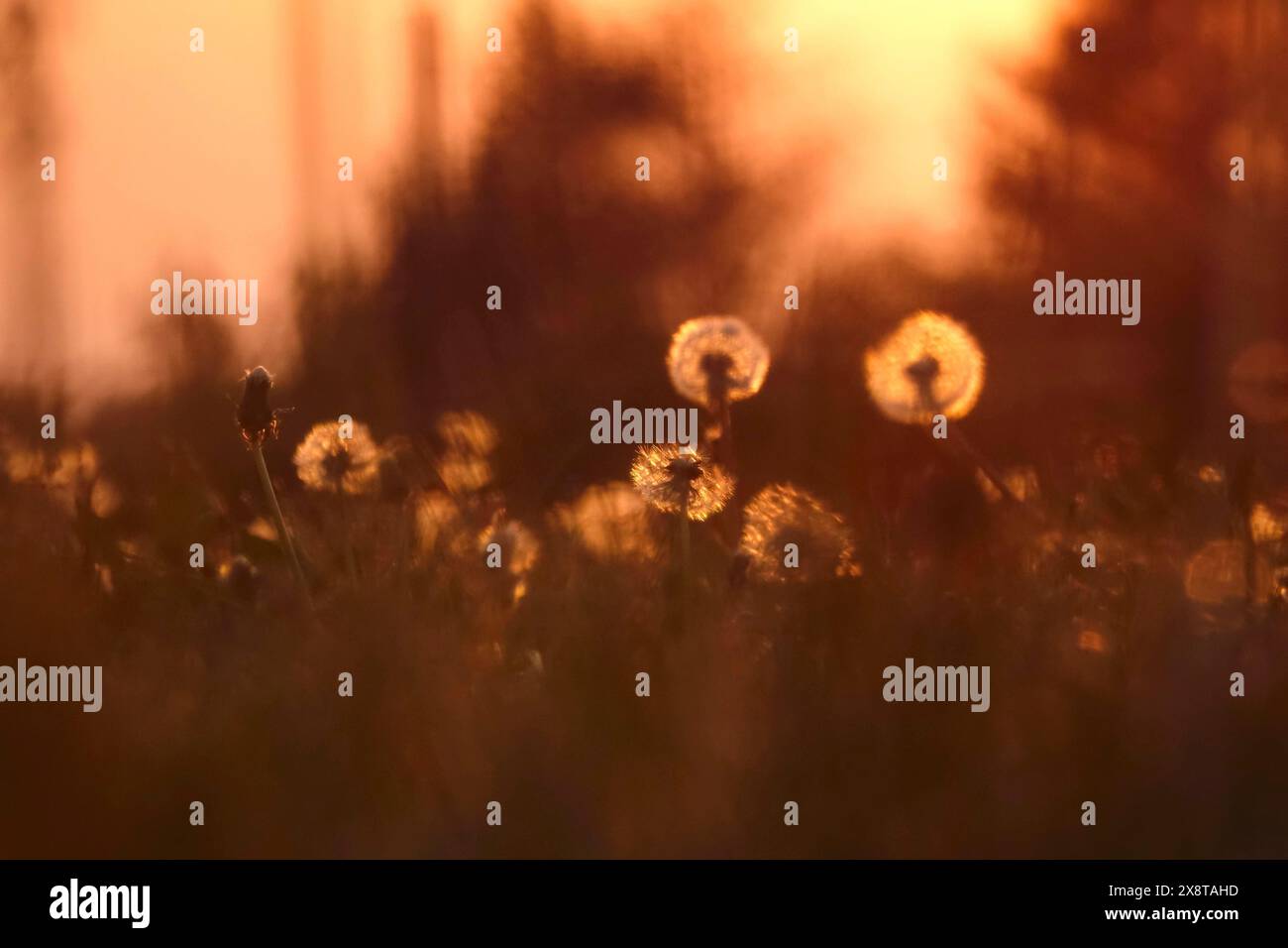 Pissenlits dans la lumière du soir, mai, Allemagne Banque D'Images