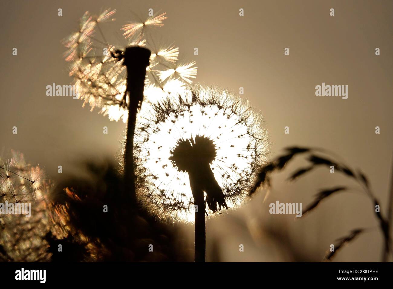 Pissenlits dans la lumière du soir, mai, Allemagne Banque D'Images