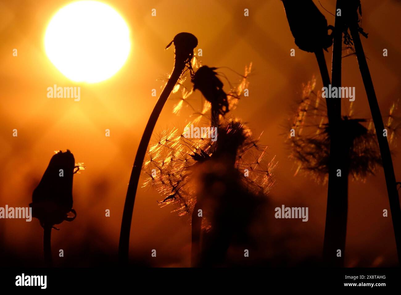 Pissenlits dans la lumière du soir, mai, Allemagne Banque D'Images